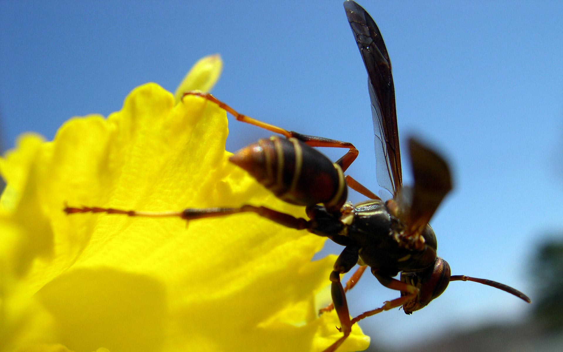 animal, wasp, flower, insects