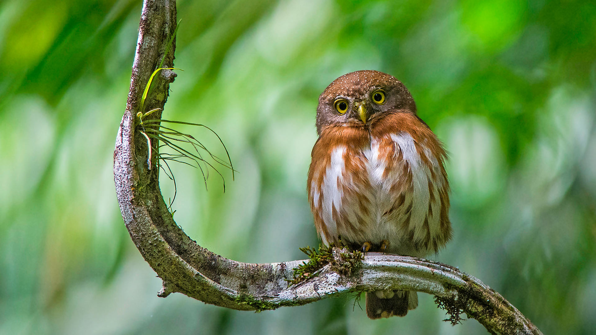Download mobile wallpaper Birds, Owl, Animal, Pygmy Owl for free.