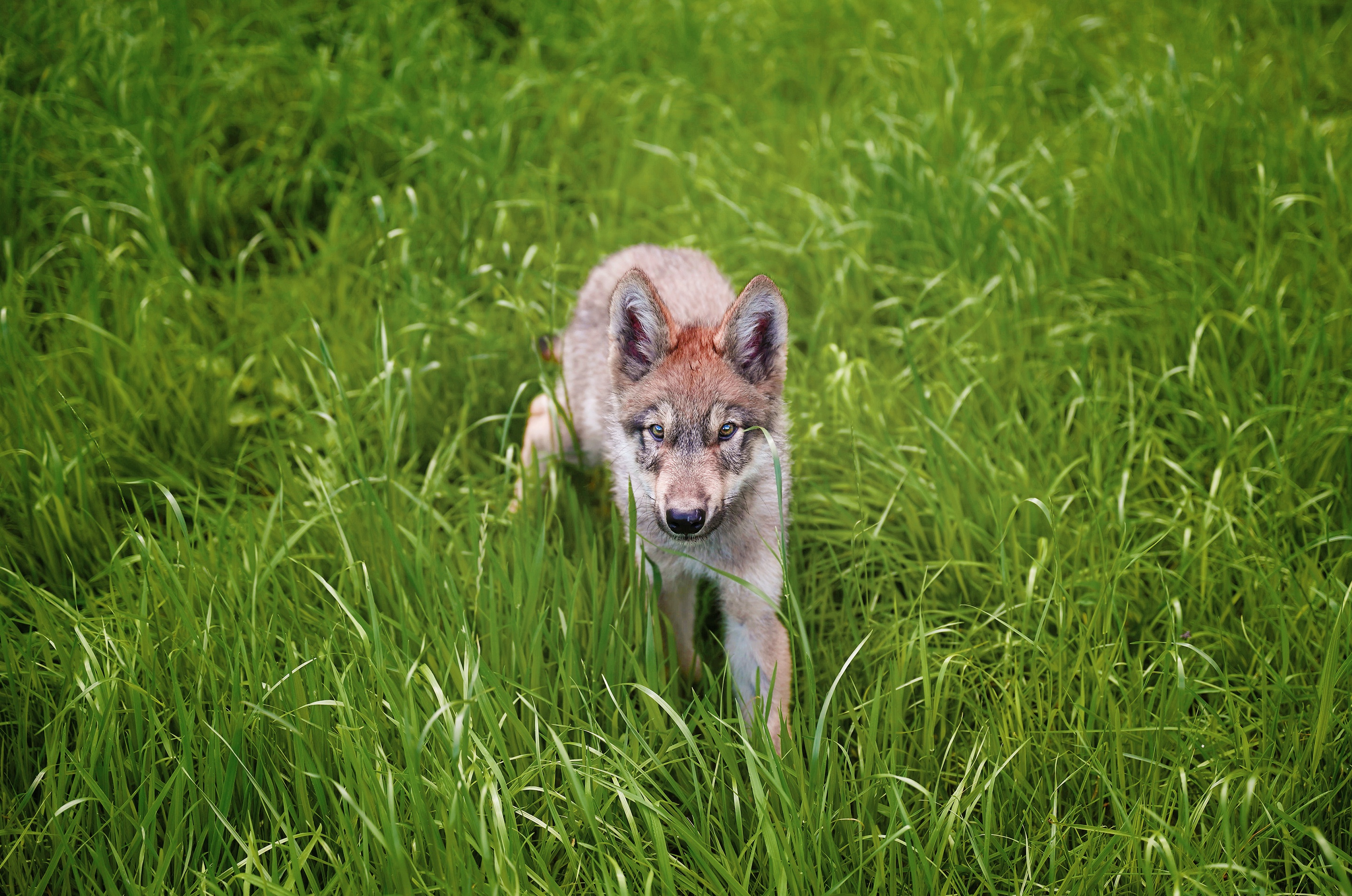 Free download wallpaper Wolf, Animal, Cub, Wolves on your PC desktop