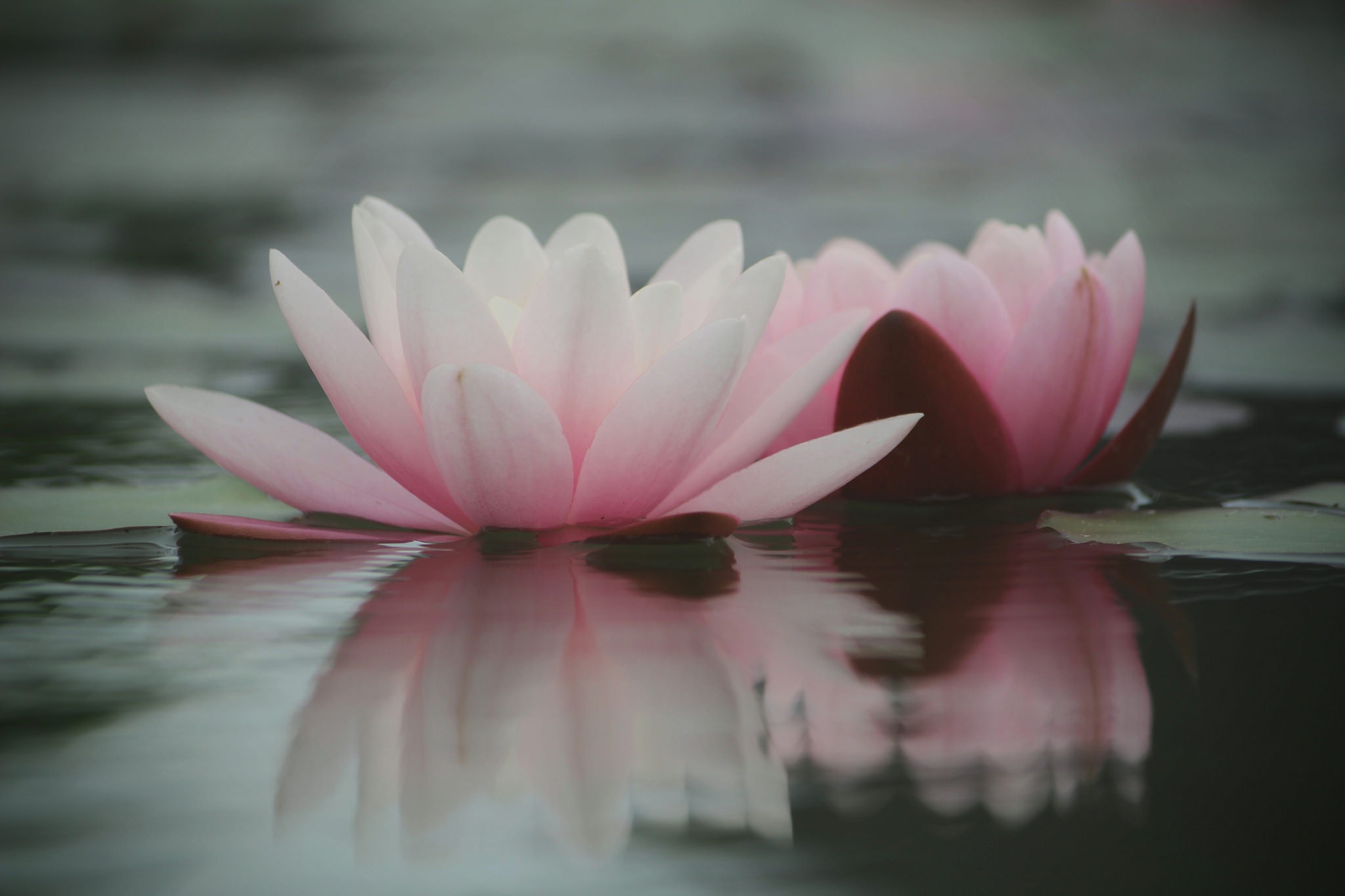 Download mobile wallpaper Nature, Flowers, Water, Reflection, Flower, Close Up, Earth, Water Lily, Pink Flower for free.