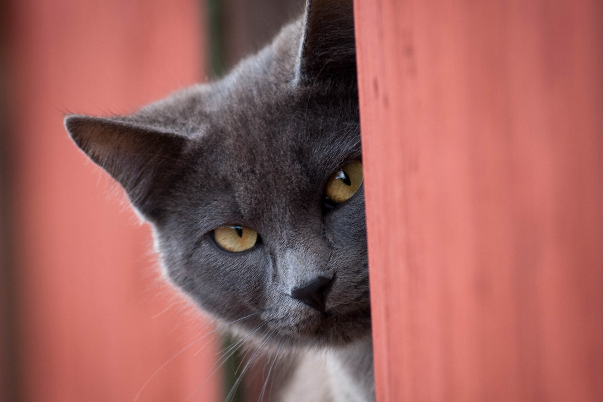 Handy-Wallpaper Tiere, Katzen, Katze kostenlos herunterladen.