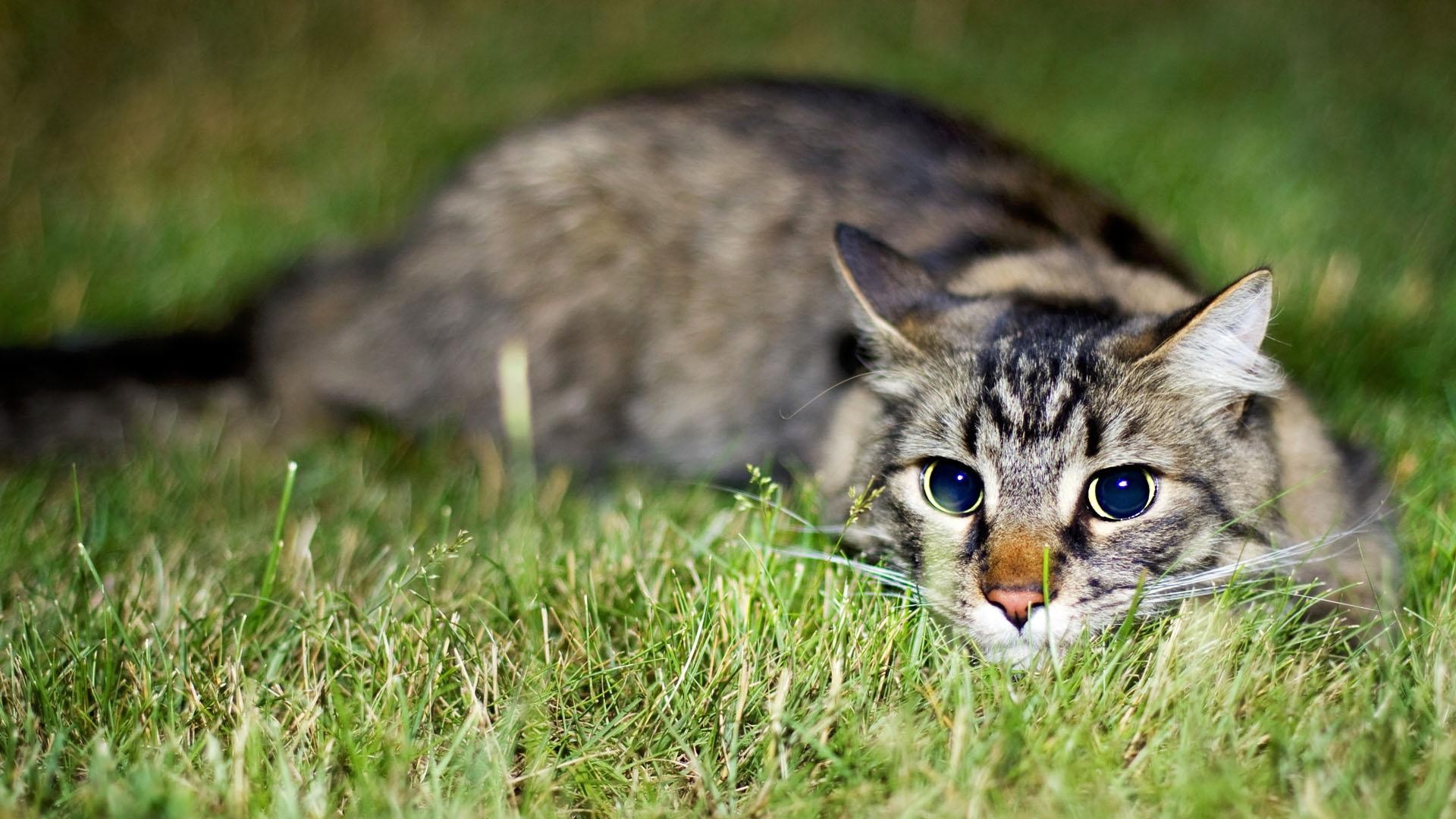 Handy-Wallpaper Tiere, Katzen, Katze kostenlos herunterladen.