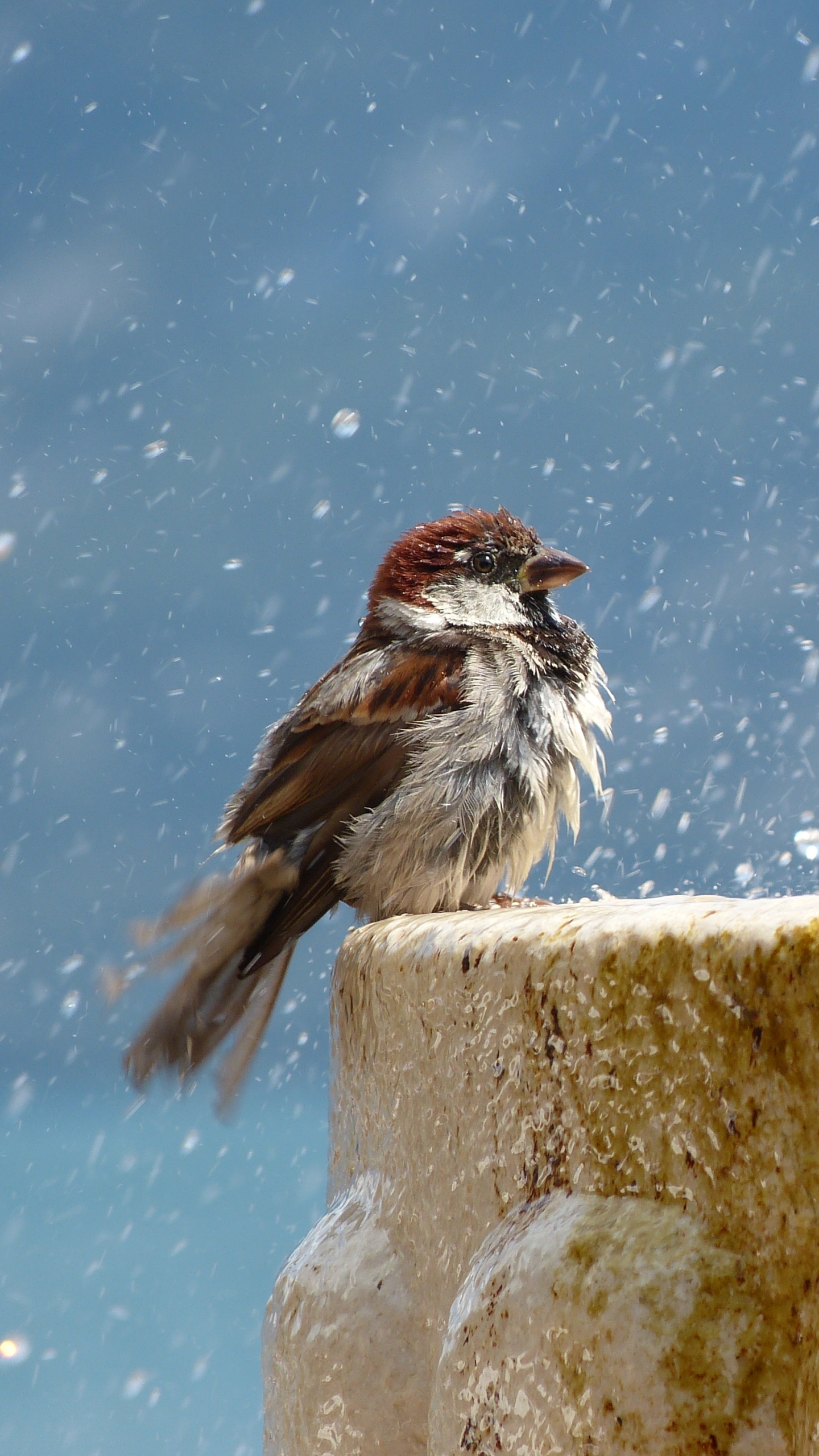 Free download wallpaper Birds, Fountain, Bird, Sparrow, Animal, Water Drop on your PC desktop