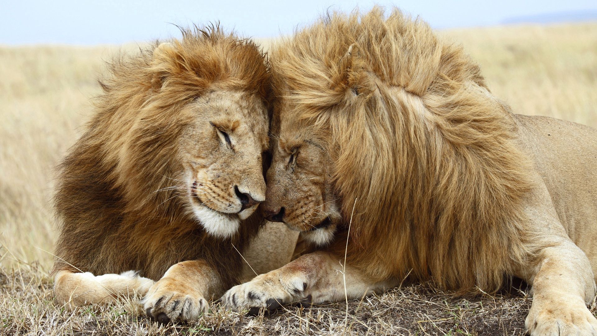 84166 descargar fondo de pantalla leones, animales, pareja, par, tumbarse, mentir, melena: protectores de pantalla e imágenes gratis