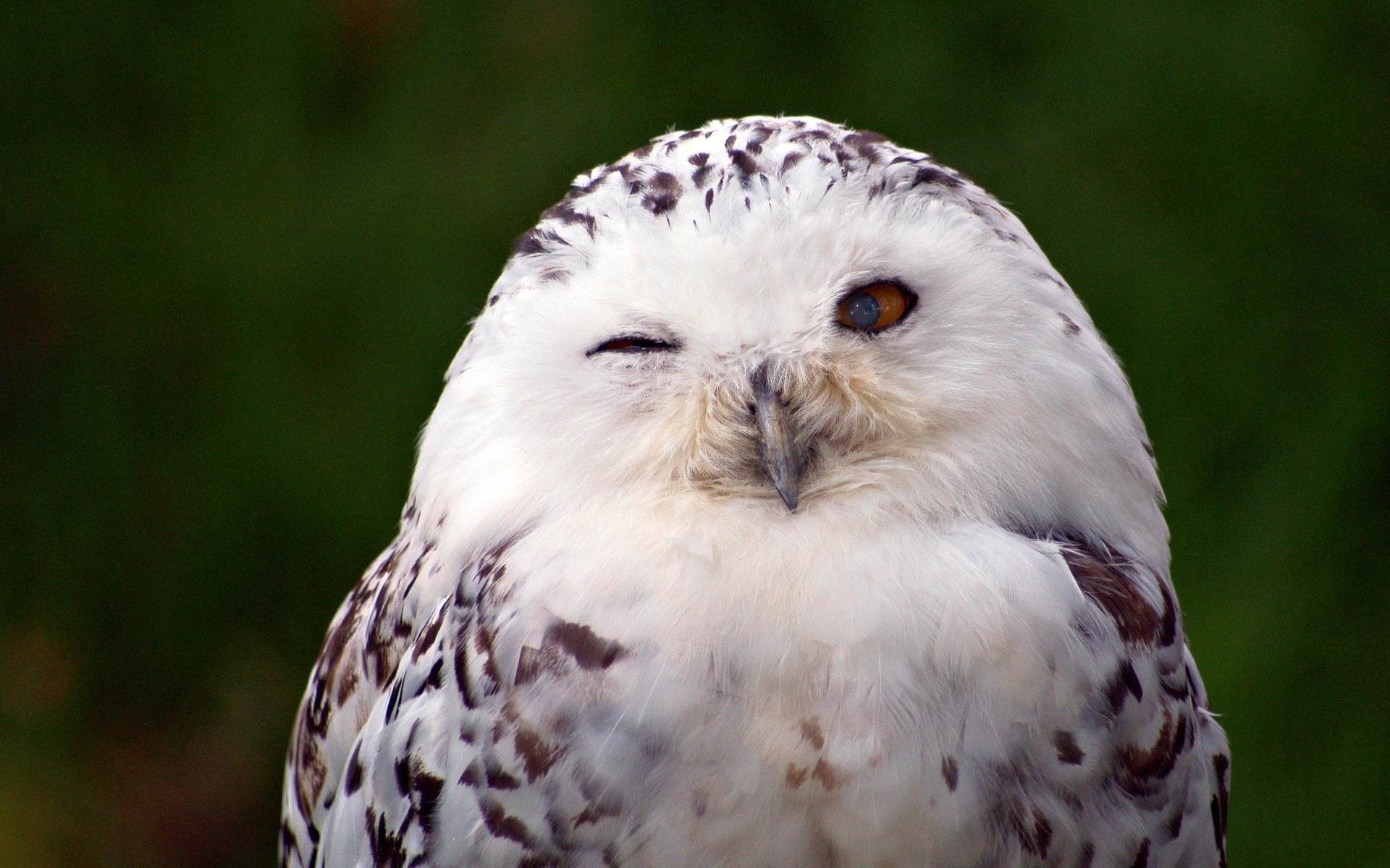 Download mobile wallpaper Animal, Snowy Owl for free.