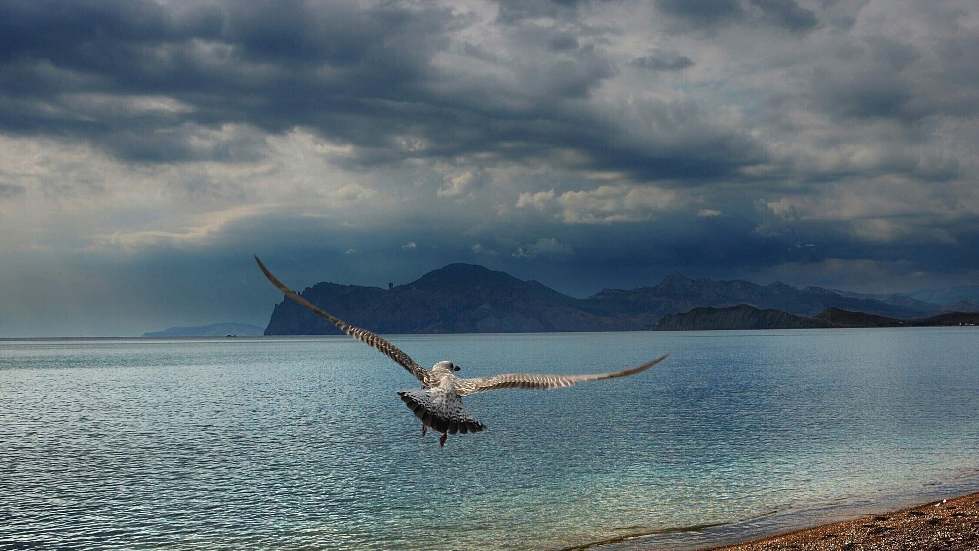 Téléchargez gratuitement l'image Oiseau, Des Oiseaux, Animaux sur le bureau de votre PC