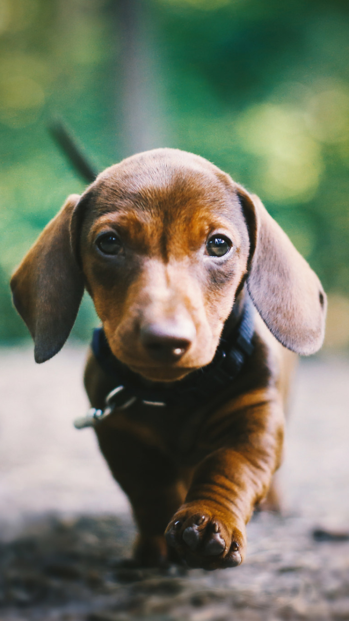 Baixar papel de parede para celular de Animais, Cães, Cachorro, Bokeh, Dachshund, Animal Bebê, Filhote gratuito.