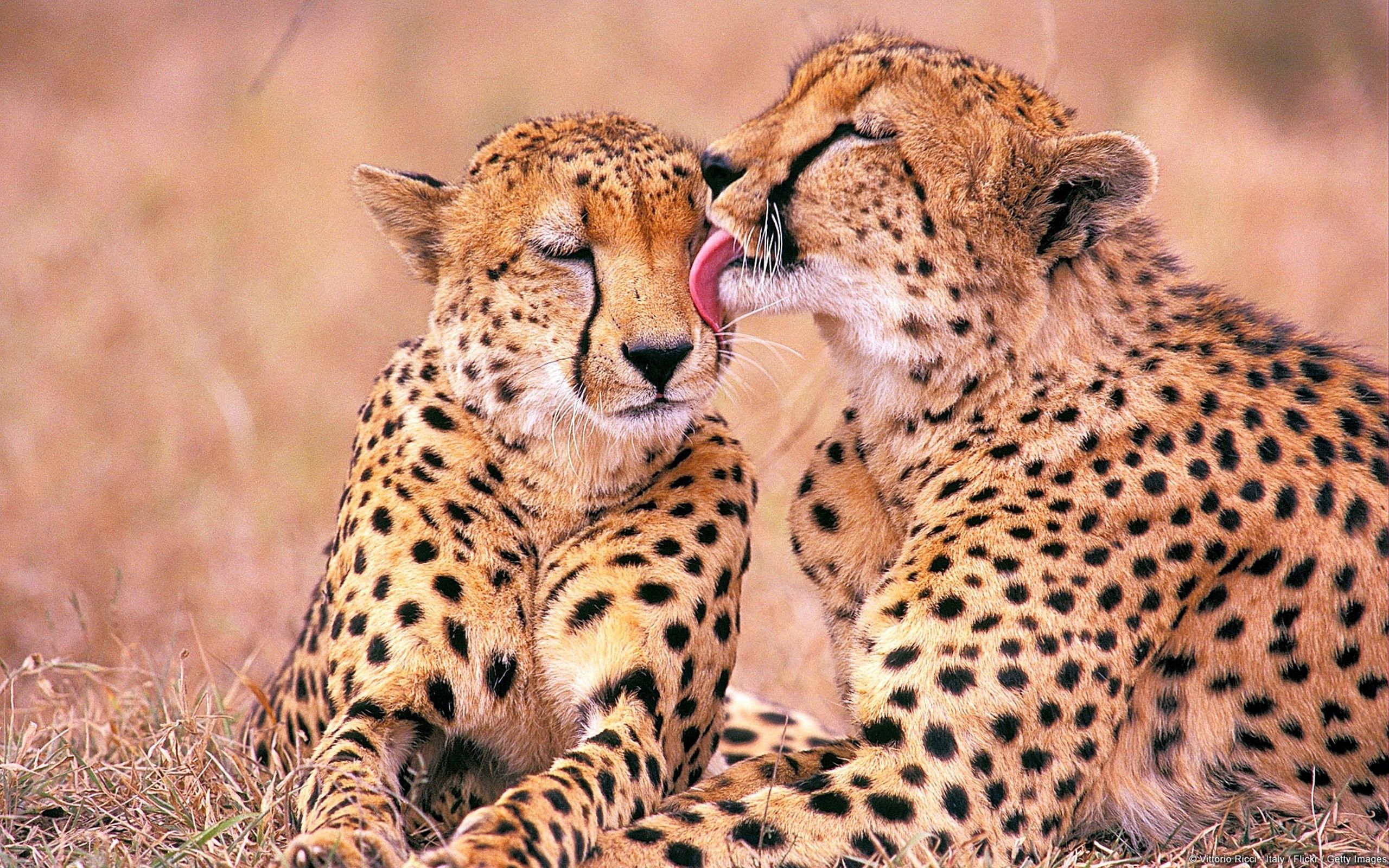 144648 baixar imagens animais, leopards, uma família, família, ternura - papéis de parede e protetores de tela gratuitamente