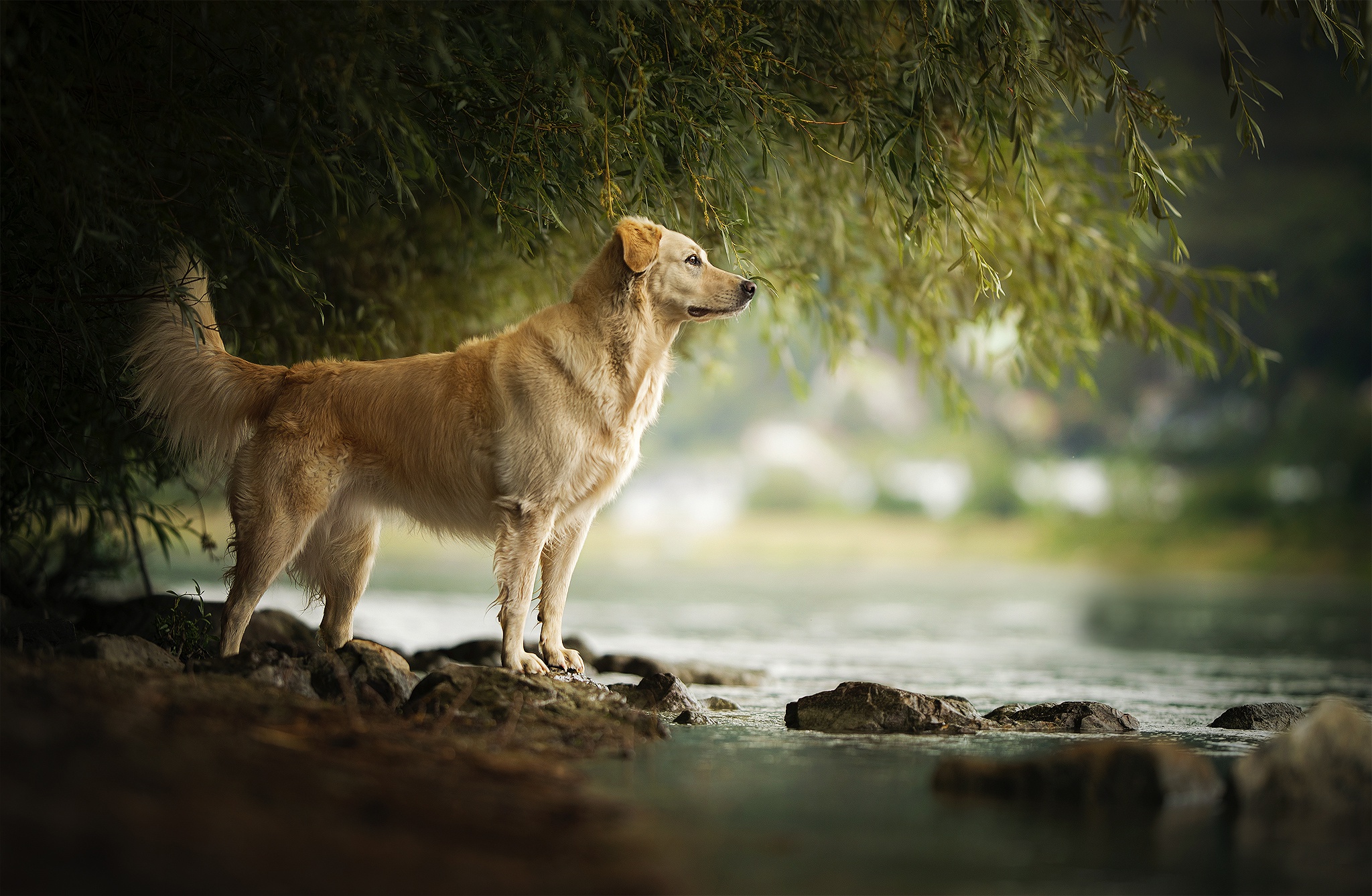 Free download wallpaper Dogs, Dog, Animal, Depth Of Field on your PC desktop