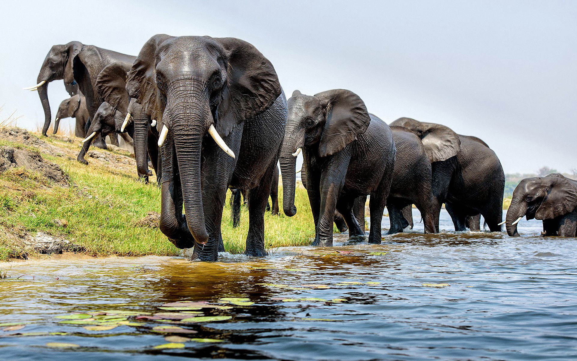 elephants, animal, african bush elephant HD wallpaper