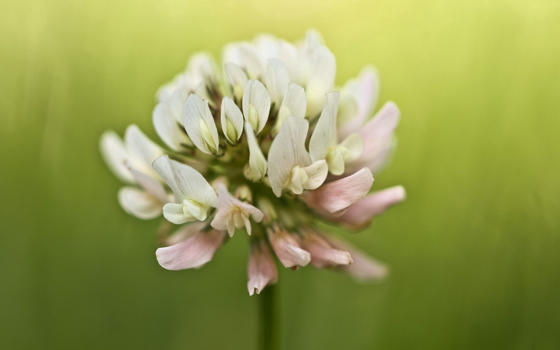 Free download wallpaper Blur, Clover, Smooth, Macro, Plant on your PC desktop