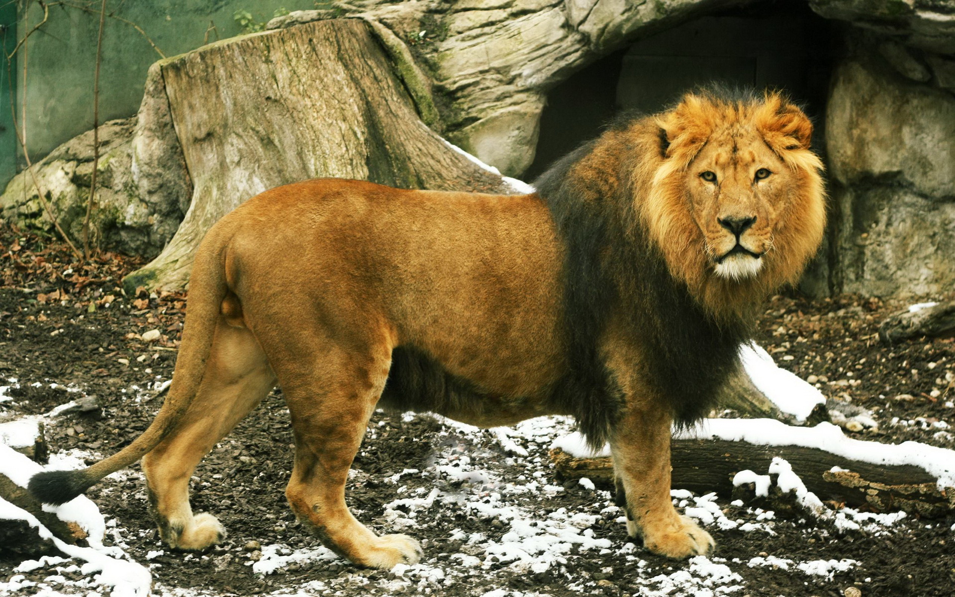 Free download wallpaper Lion, Animal on your PC desktop