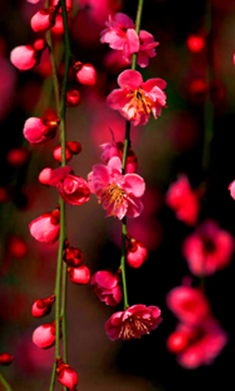 Download mobile wallpaper Flowers, Earth, Blossom for free.