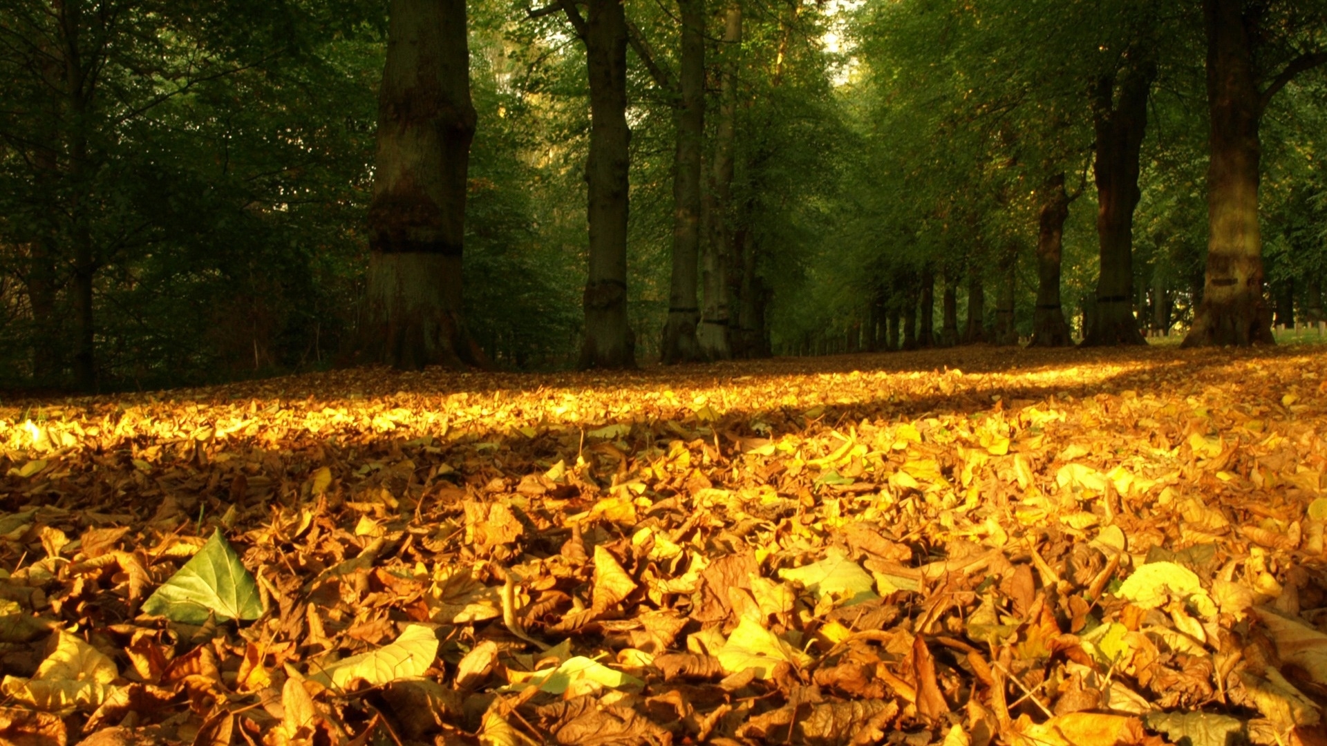 Скачать обои бесплатно Деревья, Листья, Пейзаж, Осень картинка на рабочий стол ПК
