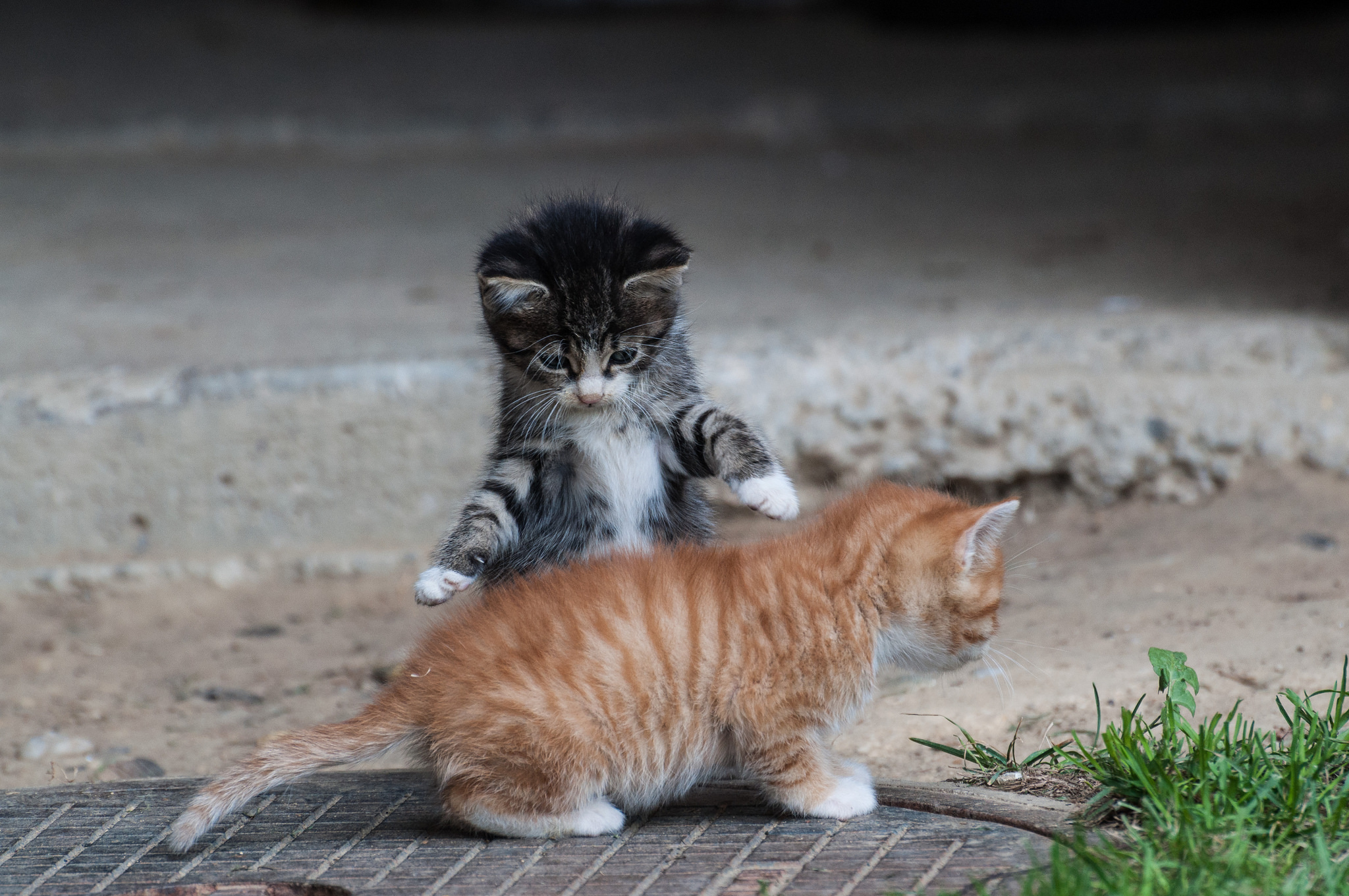 Baixar papel de parede para celular de Animais, Gatos, Gato, Gatinho gratuito.