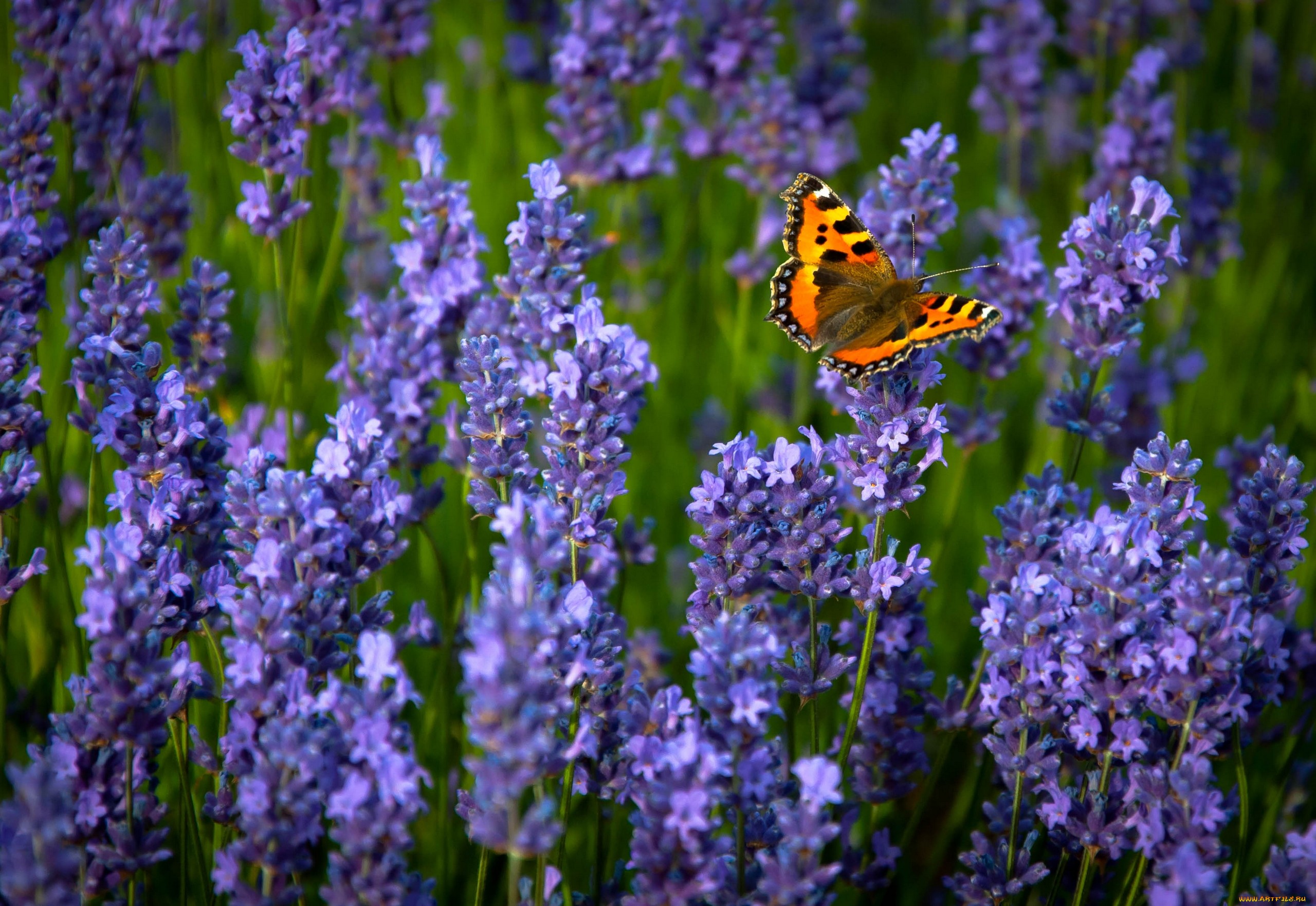 Download mobile wallpaper Flower, Butterfly, Animal, Lavender for free.