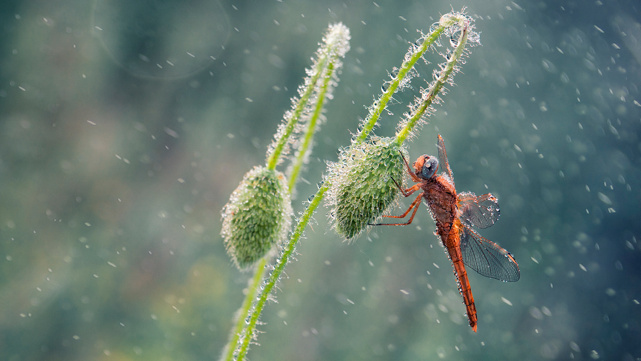 Free download wallpaper Insects, Rain, Plant, Macro, Insect, Animal, Dragonfly, Water Drop on your PC desktop
