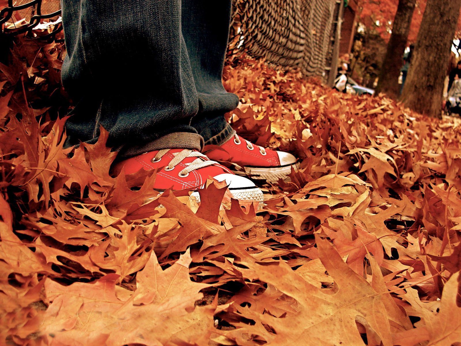 Скачать картинку Природа, Кеды, Листья, Осень в телефон бесплатно.