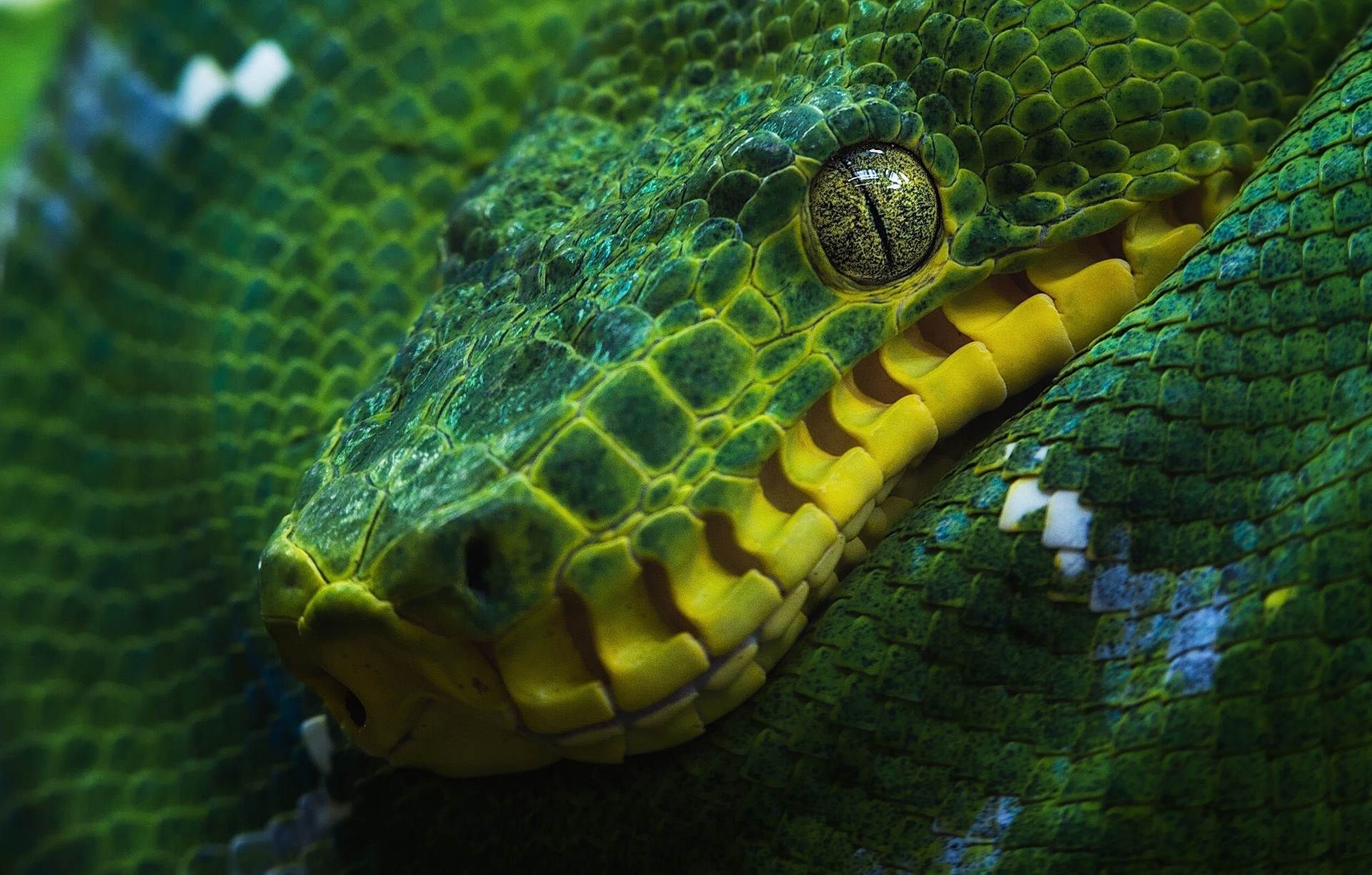 401741 скачать обои боа, змея, питон, пресмыкающееся, животные, крупный план, глаз, зеленый, древесный питон, рептилии - заставки и картинки бесплатно