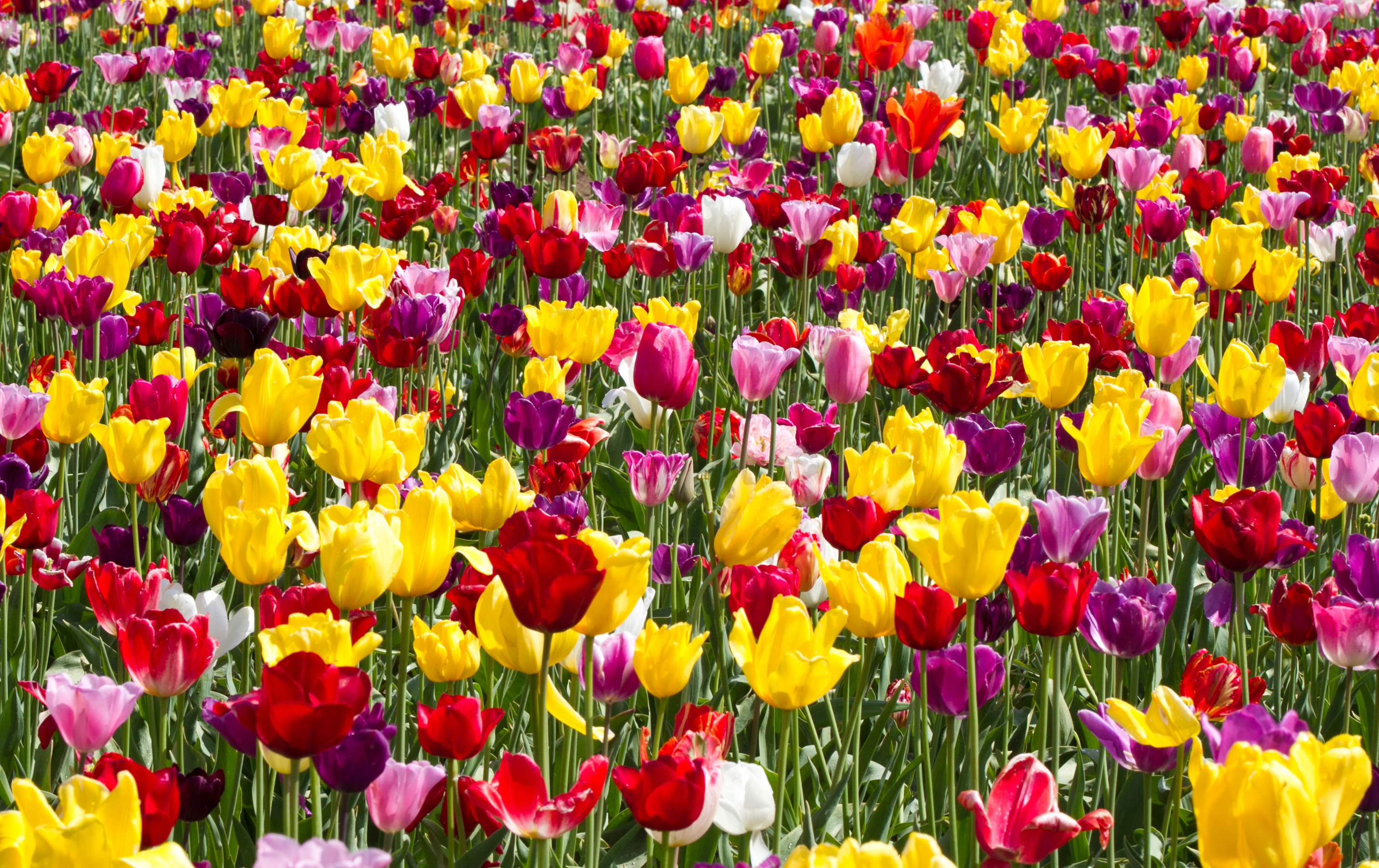 無料モバイル壁紙自然, フラワーズ, チューリップ, 夏, 花, 地球, 黄色い花, 赤い花, ピンクの花をダウンロードします。