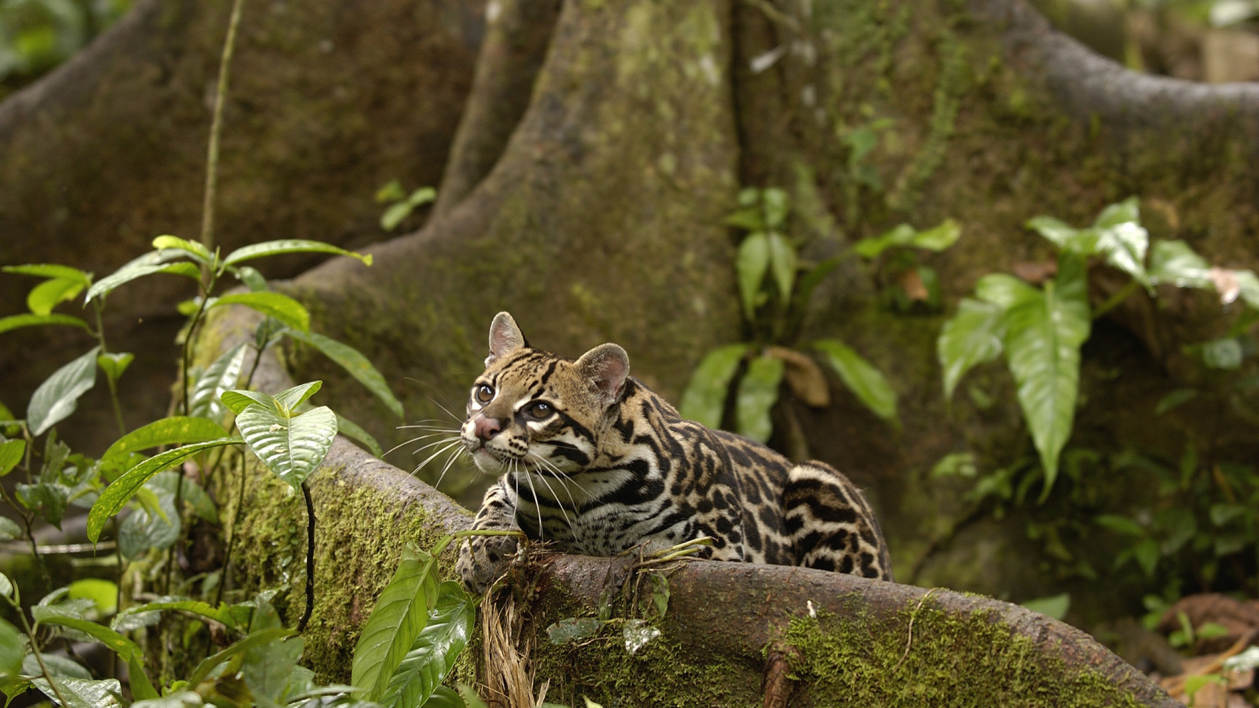263188 baixar imagens animais, jaguatirica, gatos - papéis de parede e protetores de tela gratuitamente
