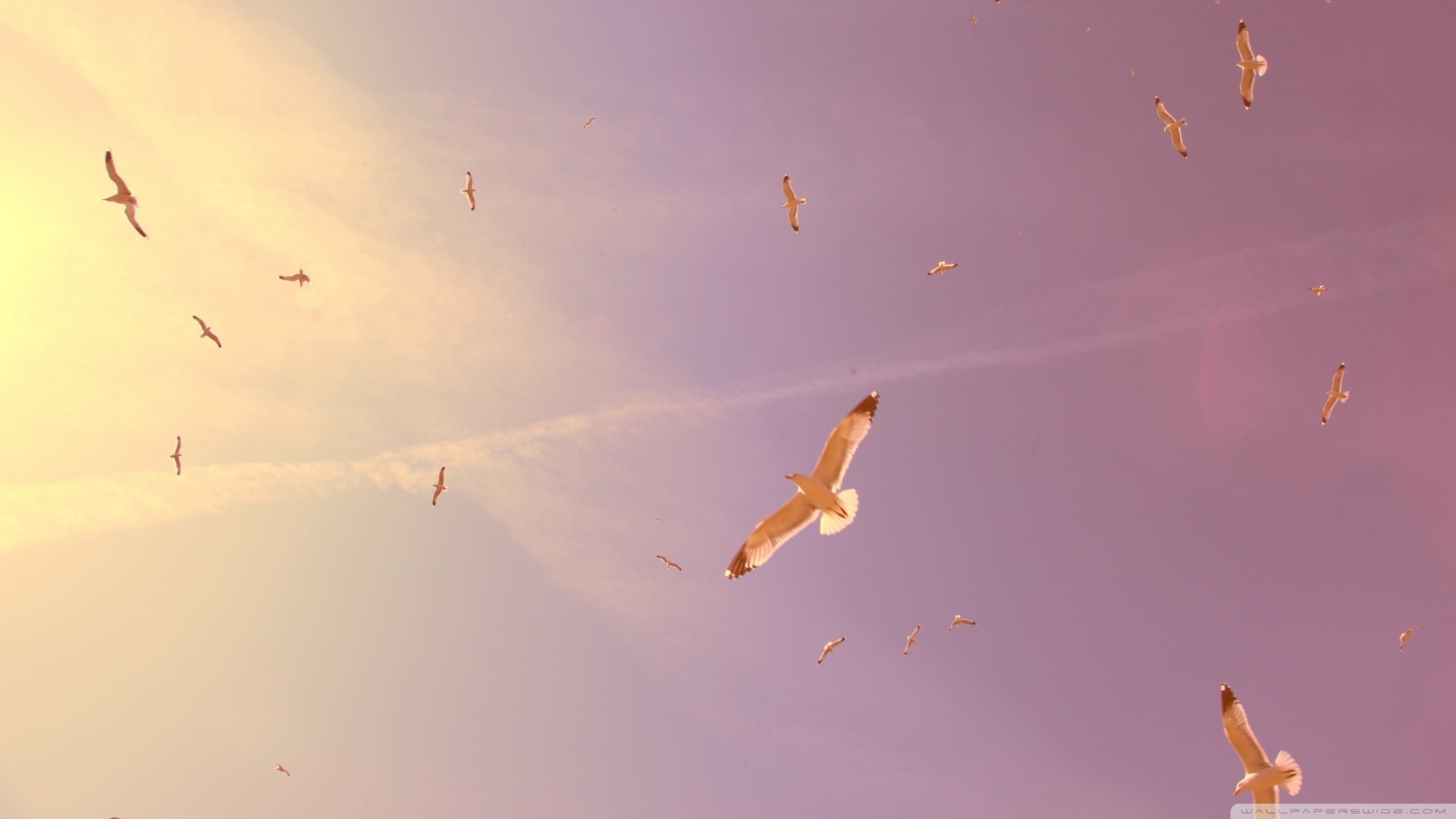 Скачать обои бесплатно Небо, Чайки, Птицы, Закат, Пейзаж картинка на рабочий стол ПК