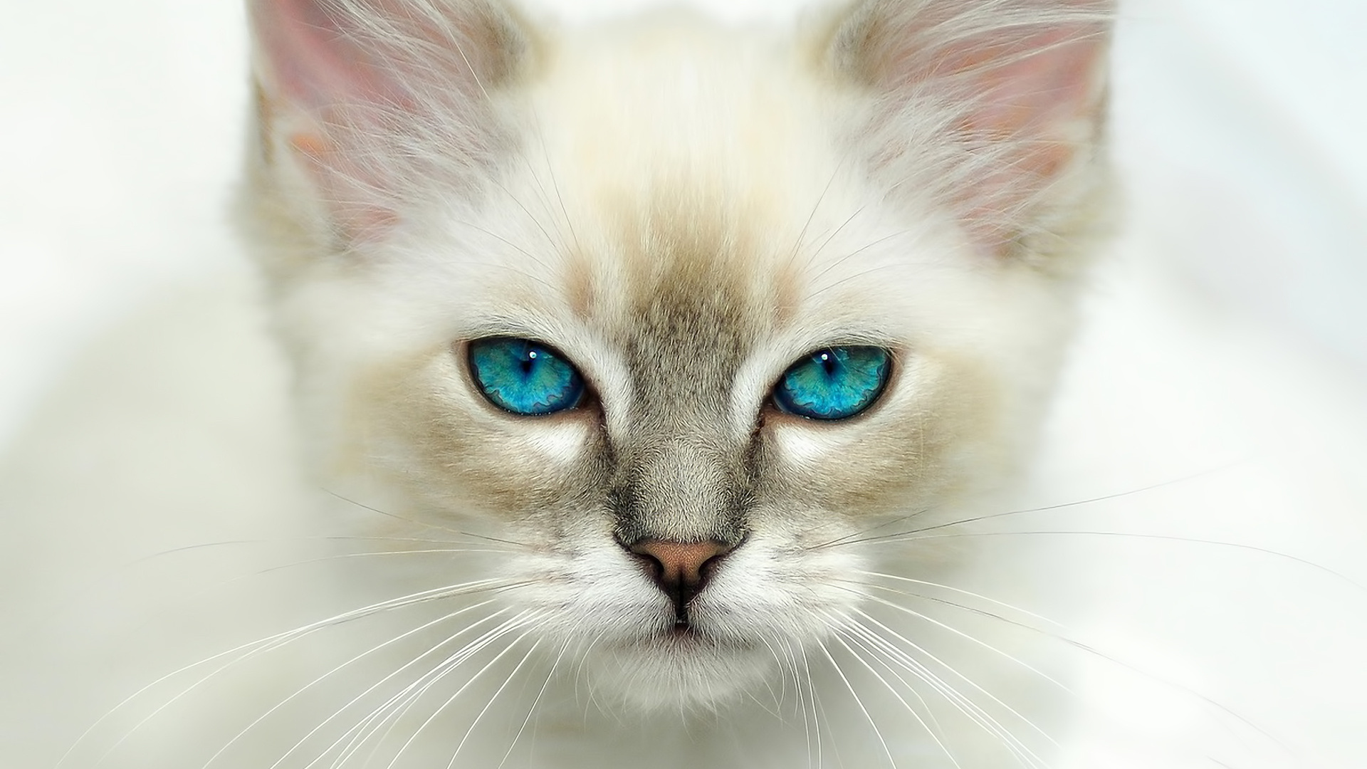 Free download wallpaper Cats, Cat, Animal on your PC desktop