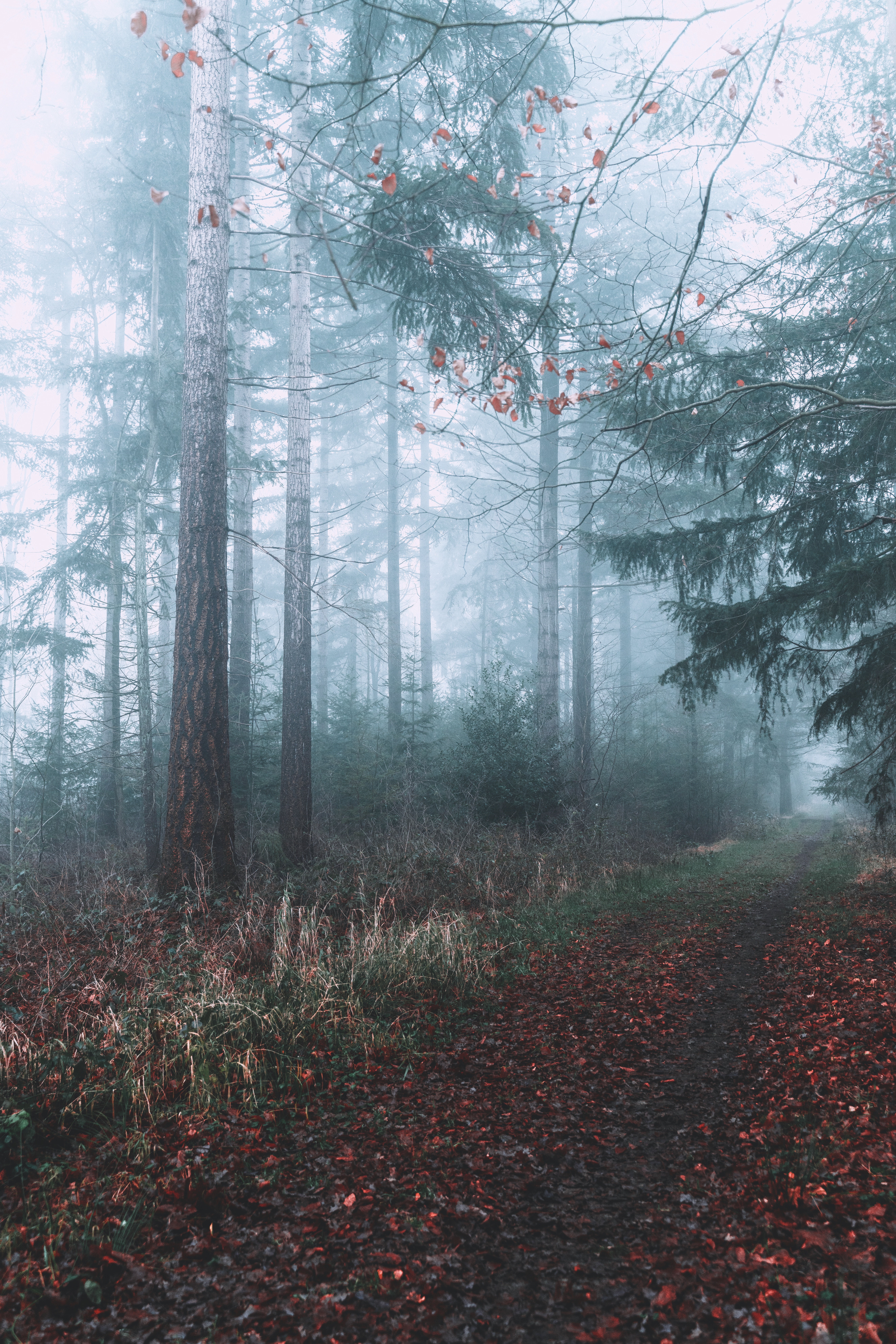 Download mobile wallpaper Branches, Forest, Fog, Path, Nature for free.