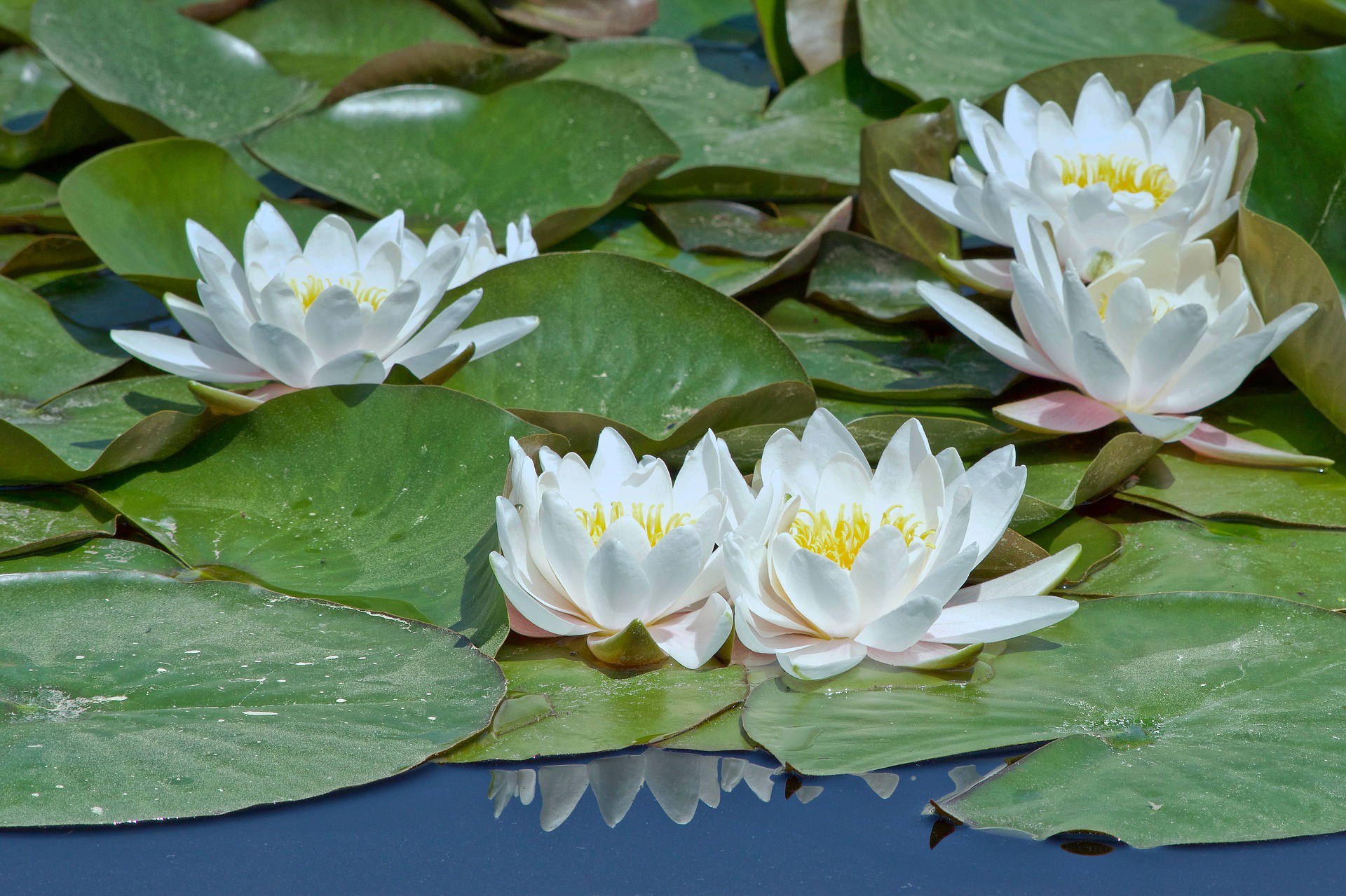 Free download wallpaper Nature, Flowers, Flower, Earth, Water Lily, White Flower on your PC desktop