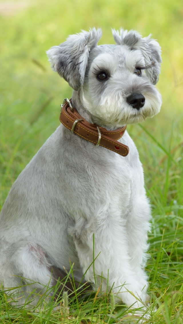 Download mobile wallpaper Dogs, Dog, Animal, Schnauzer for free.