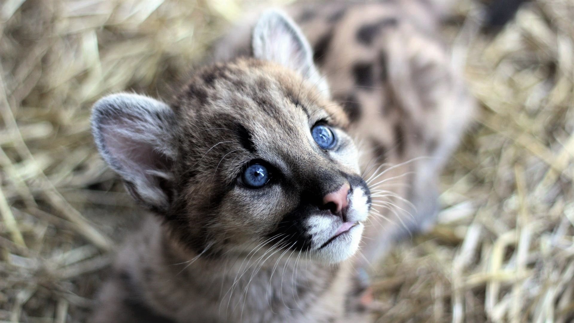 Free download wallpaper Cats, Animal, Face, Cougar, Baby Animal, Cub on your PC desktop
