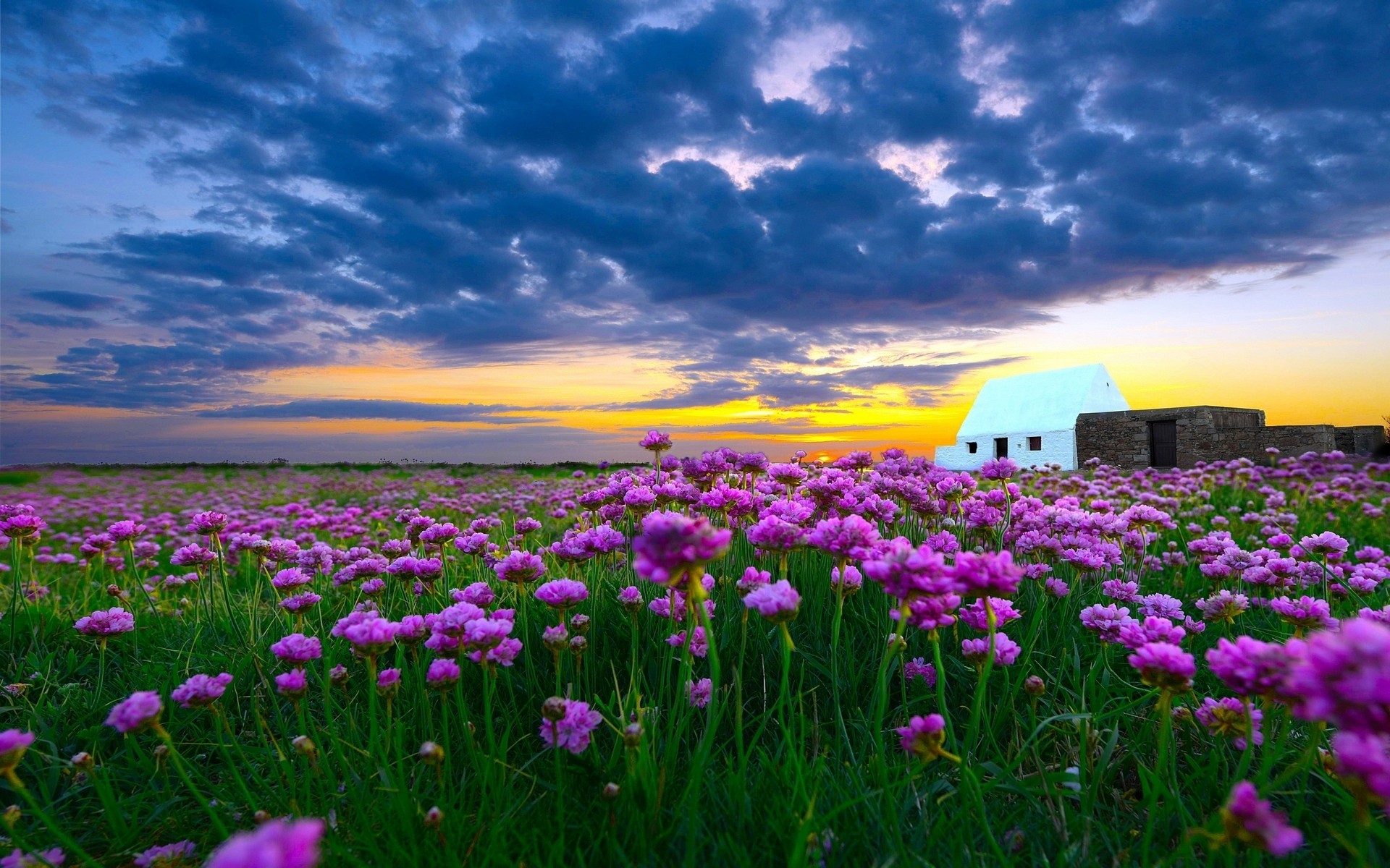 Free download wallpaper Flowers, Sunset, Building, Flower, Earth, Field, Purple Flower on your PC desktop