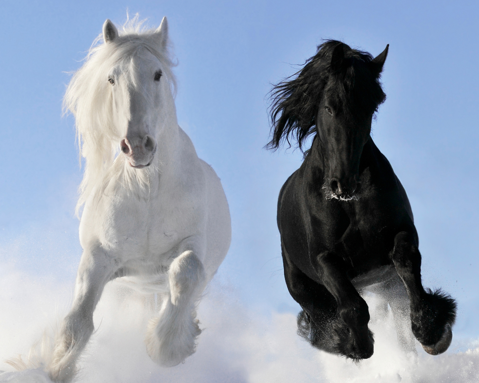 Free download wallpaper Animal, Horse on your PC desktop