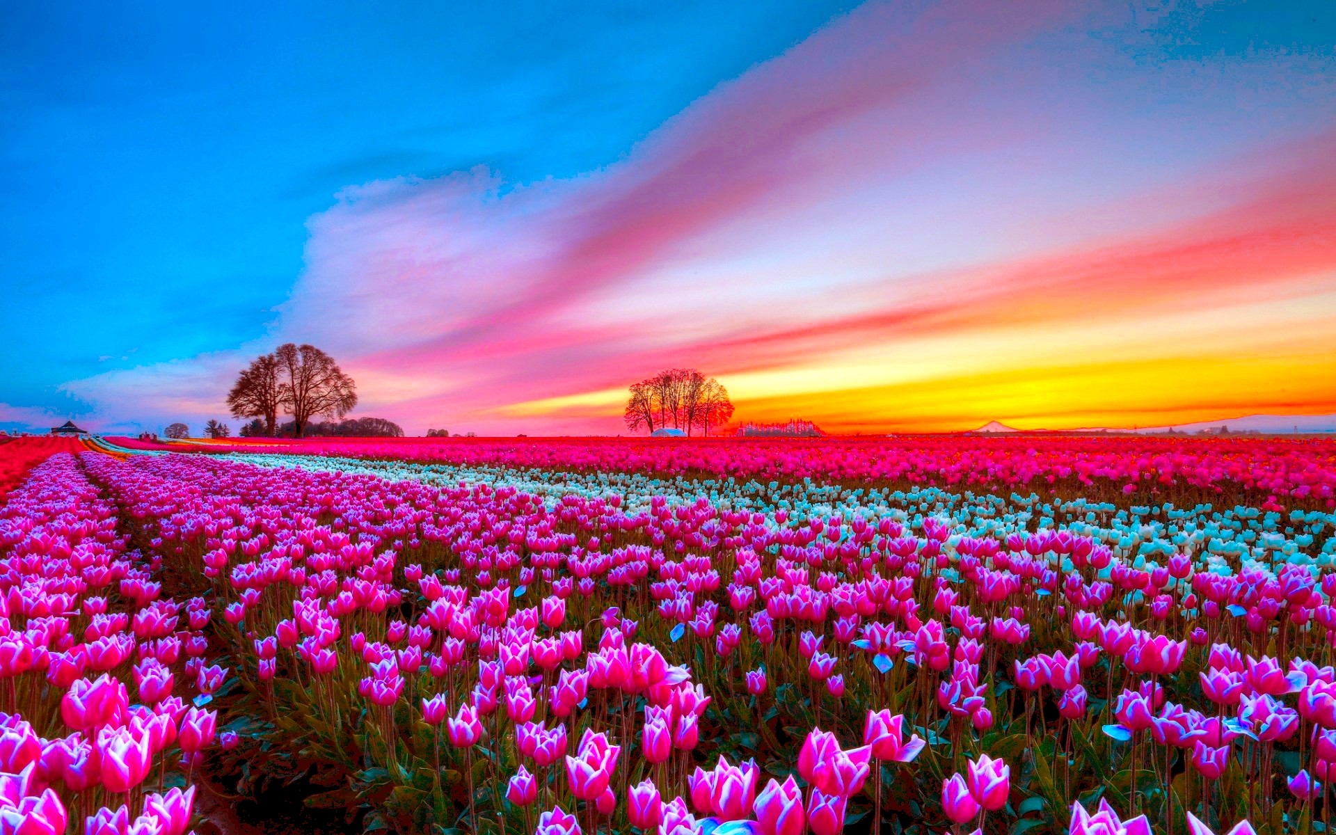 Download mobile wallpaper Flowers, Sunset, Sky, Flower, Earth, Field, Tulip, Pink Flower for free.