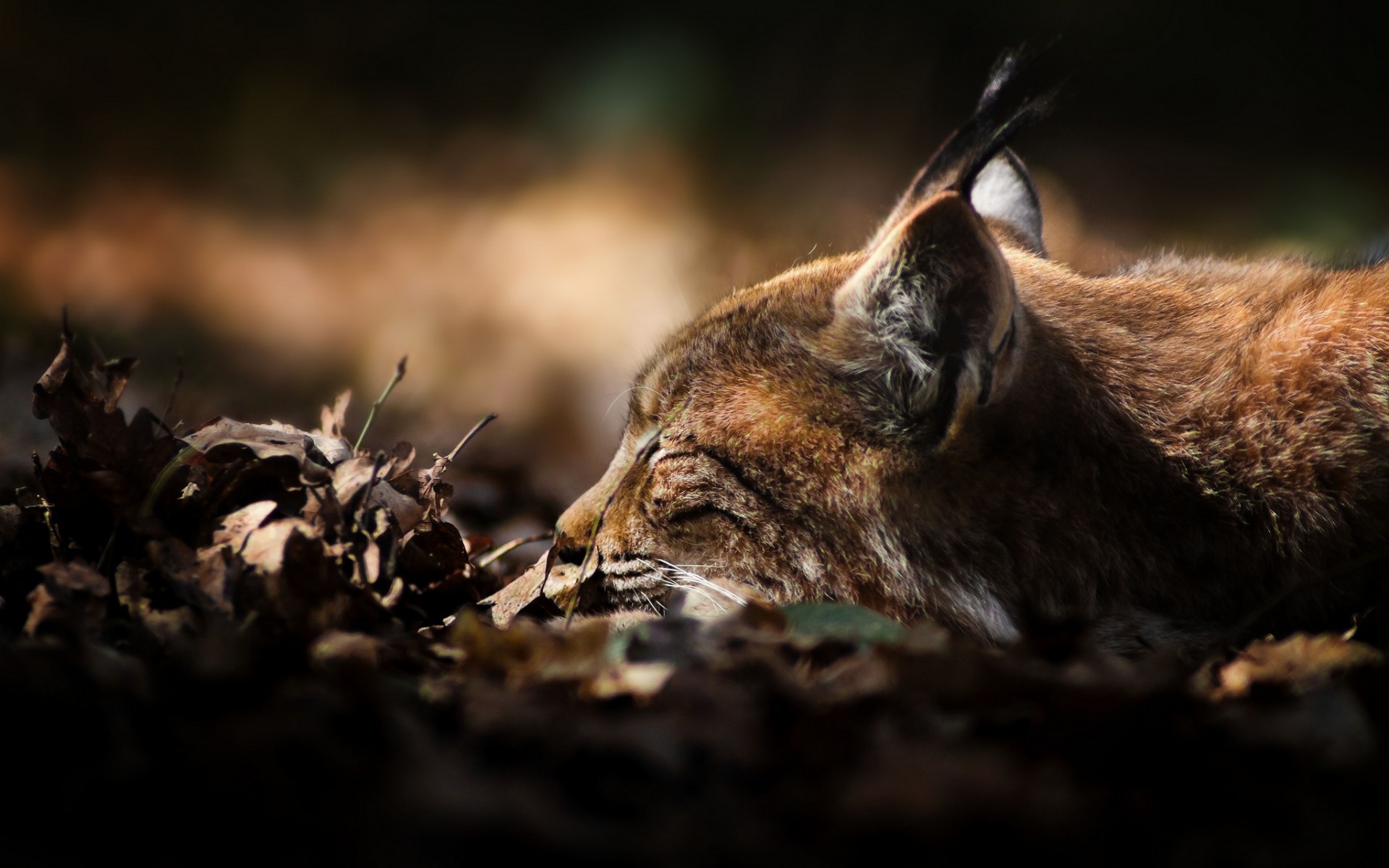 Handy-Wallpaper Tiere, Luchs kostenlos herunterladen.