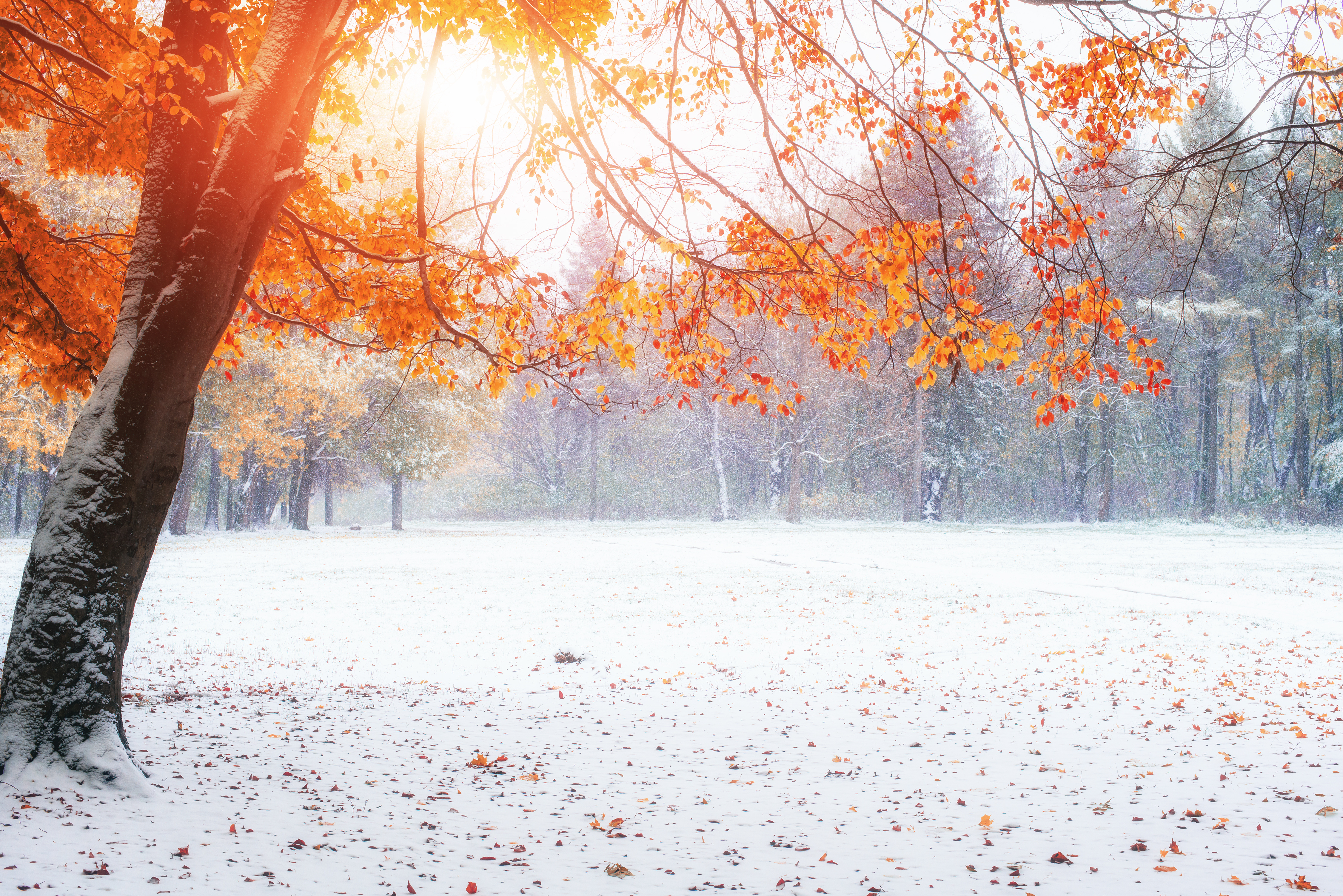 Téléchargez gratuitement l'image Hiver, Terre/nature sur le bureau de votre PC