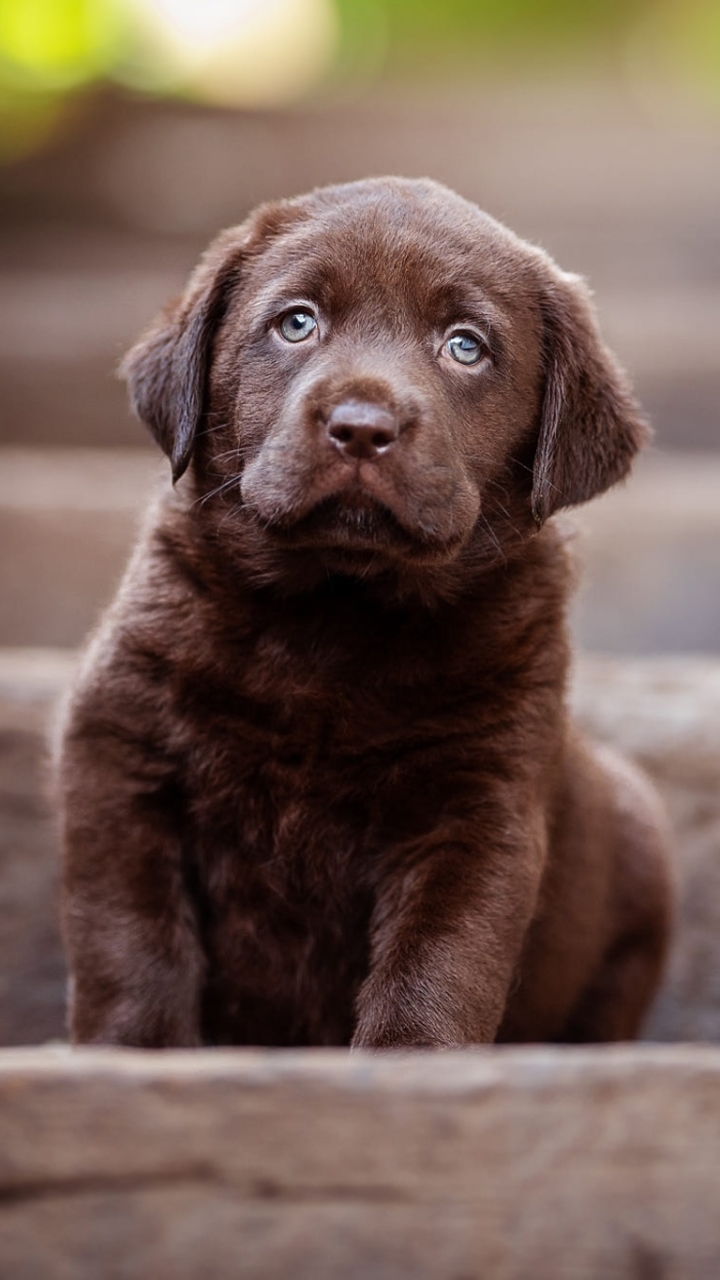 Baixar papel de parede para celular de Animais, Cães, Cão, Animal Bebê, Filhote gratuito.