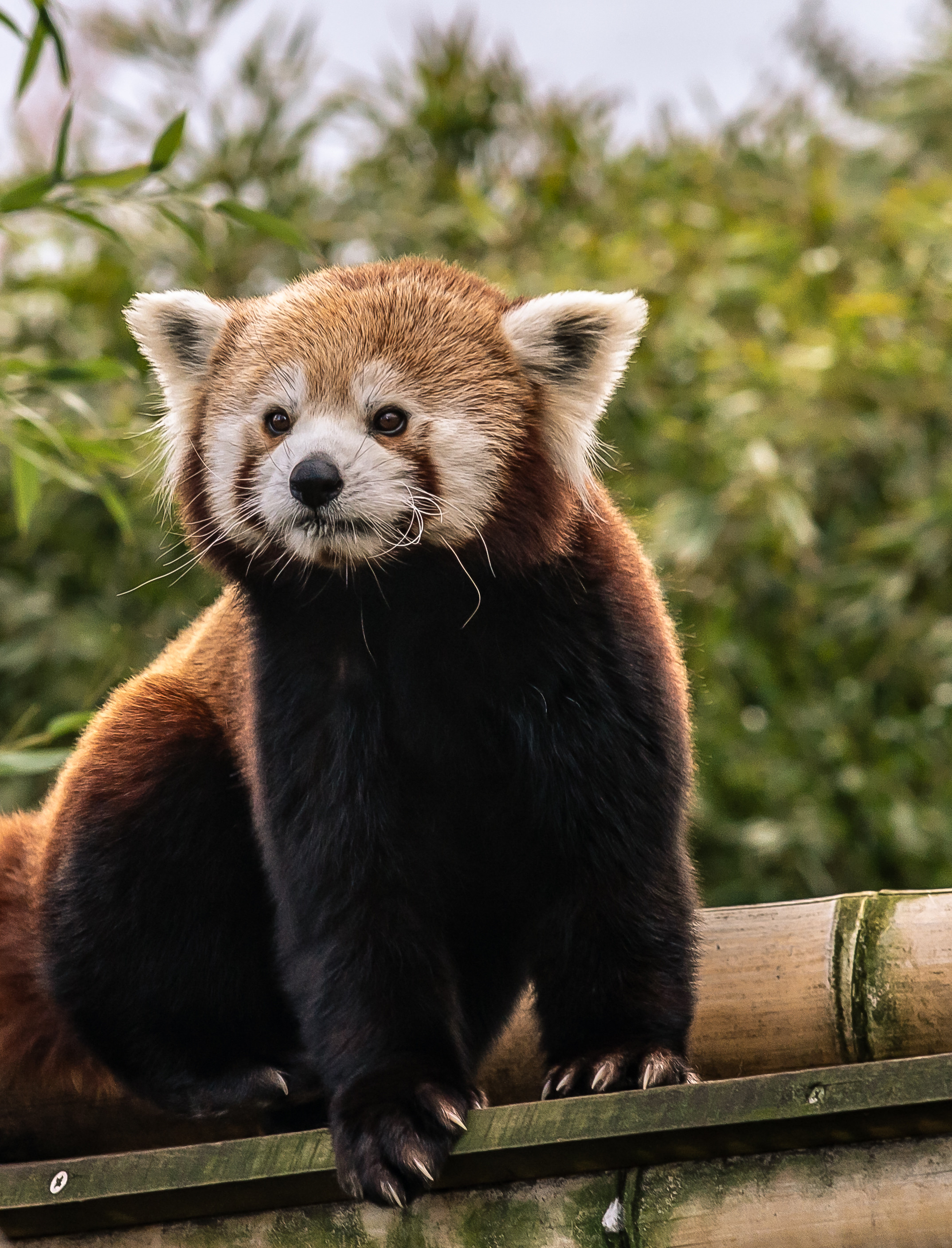 Handy-Wallpaper Nett, Schatz, Roter Panda, Tiere, Tier kostenlos herunterladen.
