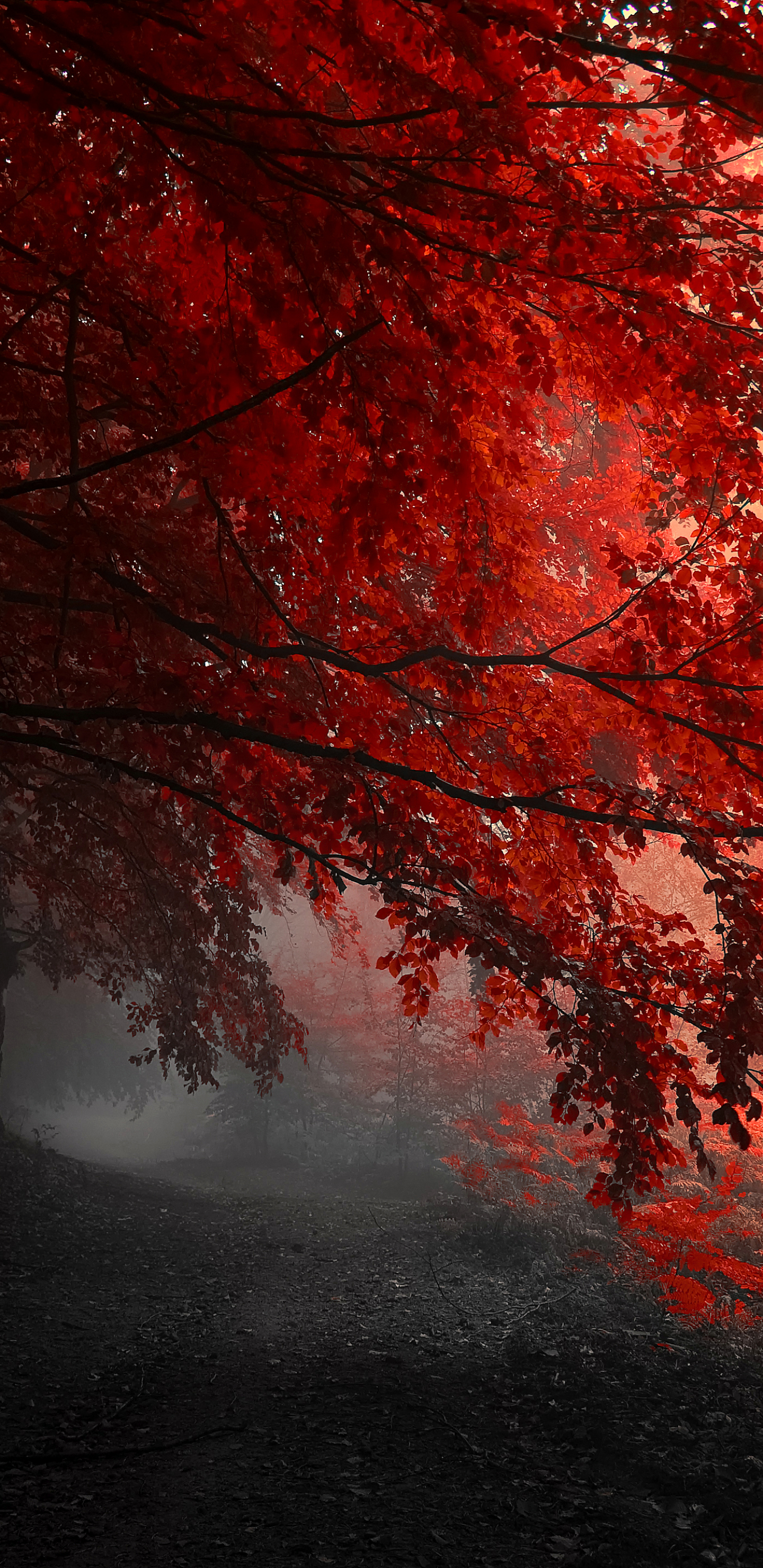 Скачать картинку Деревья, Осень, Дерево, Падать, Земля/природа в телефон бесплатно.