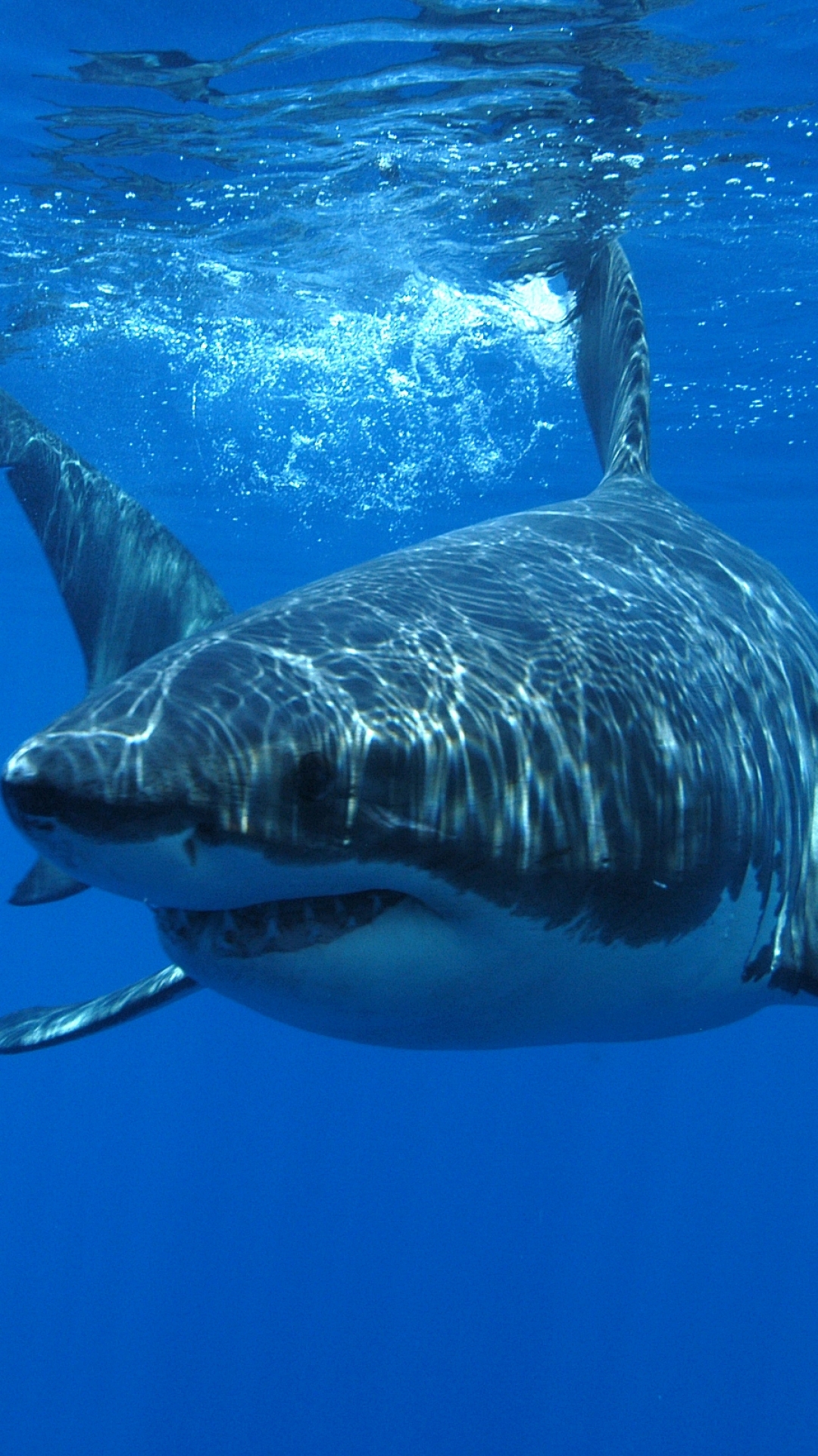1091424壁紙のダウンロード動物, ホホジロザメ, サメ-スクリーンセーバーと写真を無料で