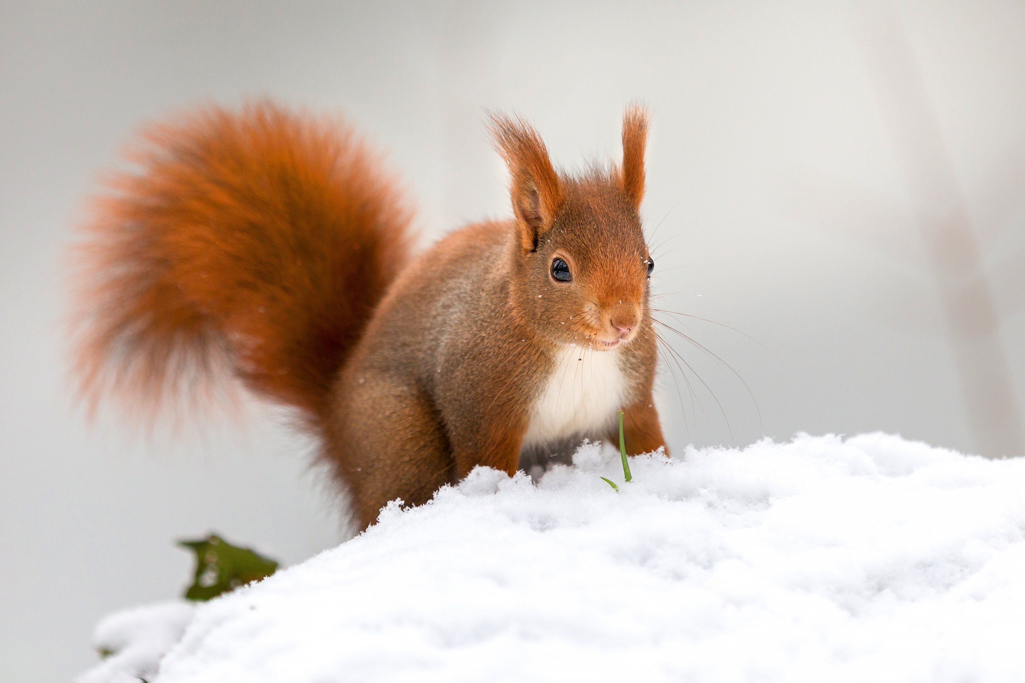 Free download wallpaper Winter, Squirrel, Snow, Animal, Rodent on your PC desktop