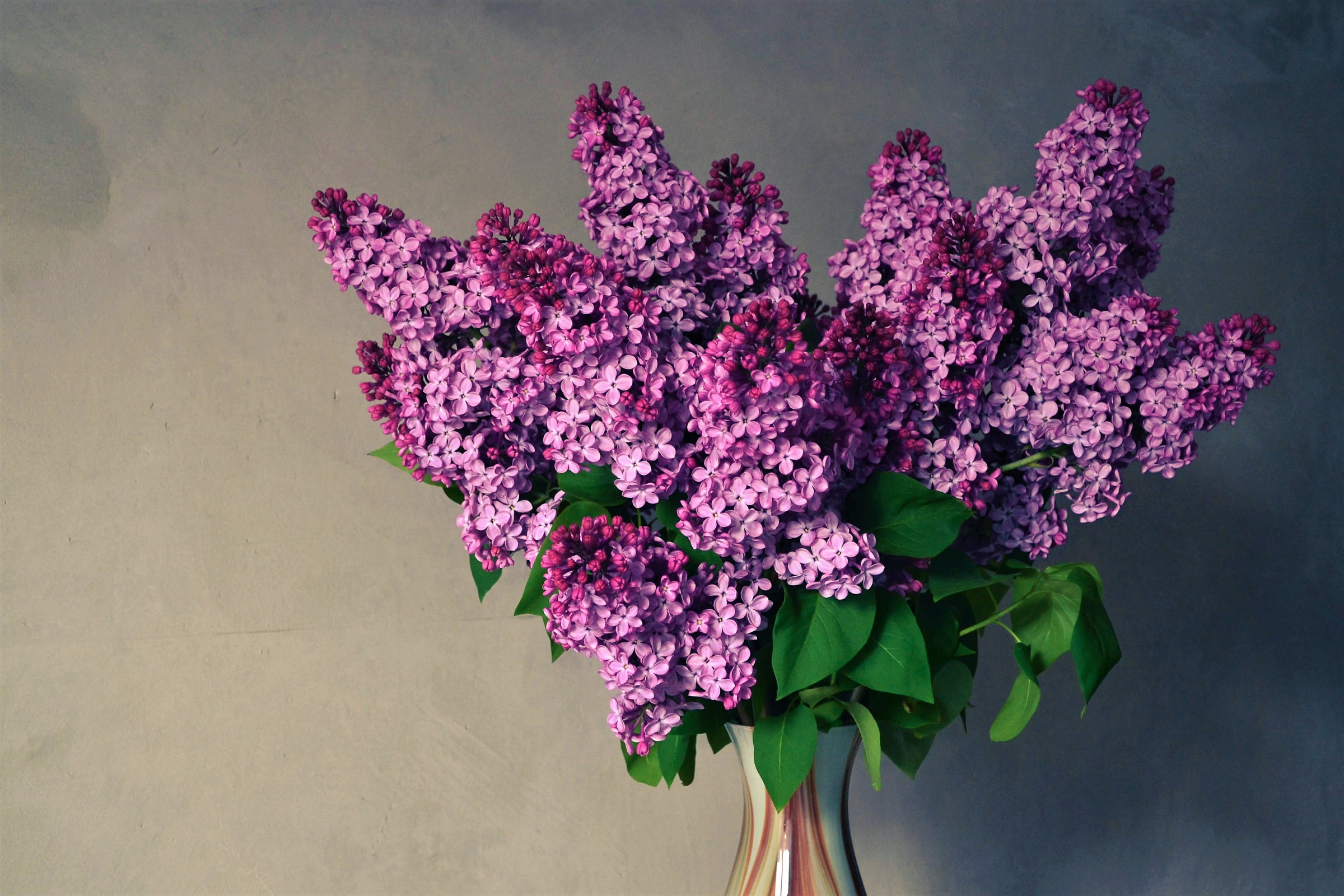 Free download wallpaper Lilac, Flower, Vase, Purple Flower, Man Made on your PC desktop