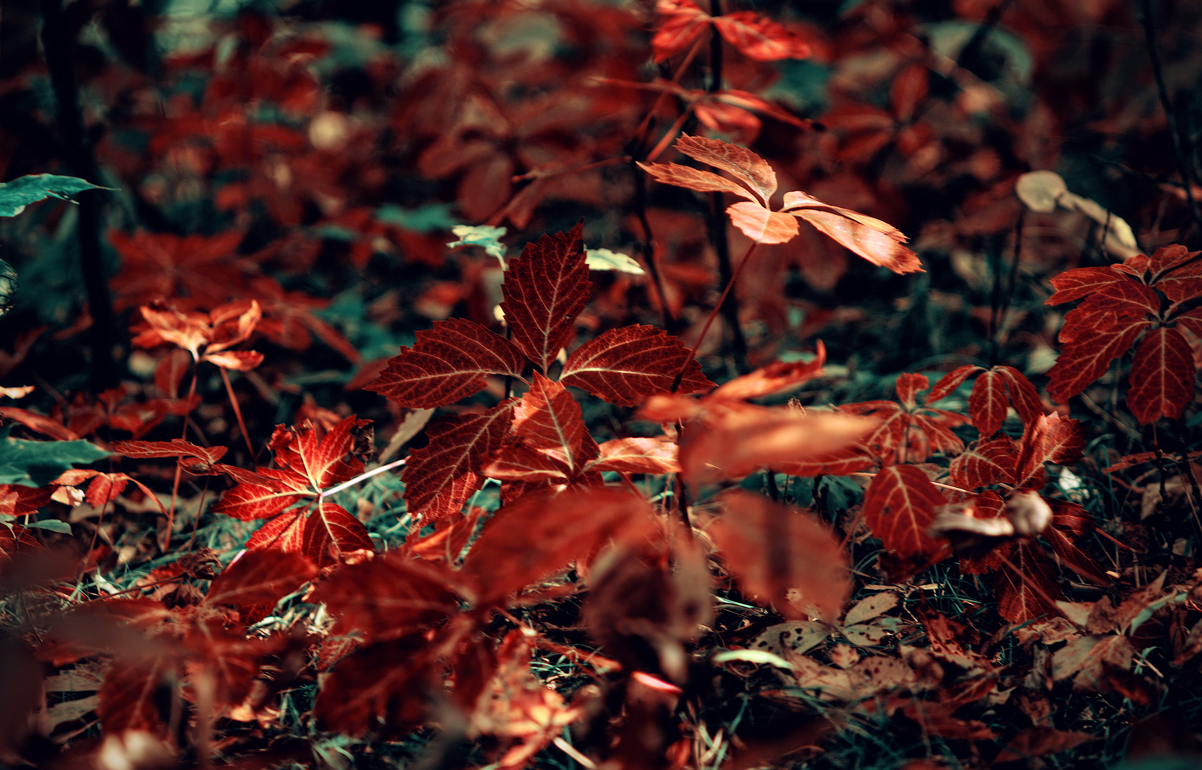 grass, leaves, red, macro, branch, veins Desktop Wallpaper