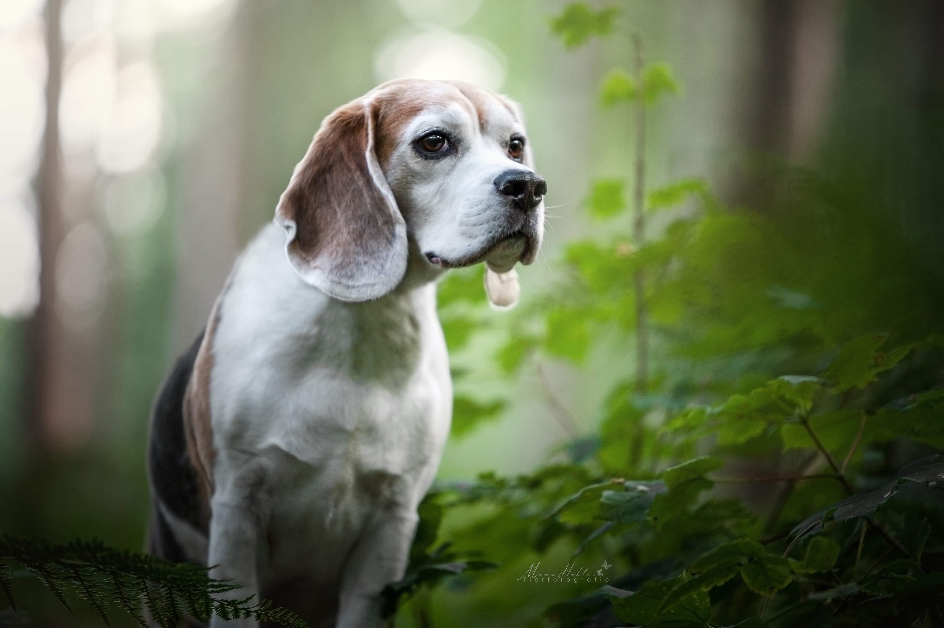 Free download wallpaper Dogs, Dog, Animal, Bokeh, Beagle on your PC desktop