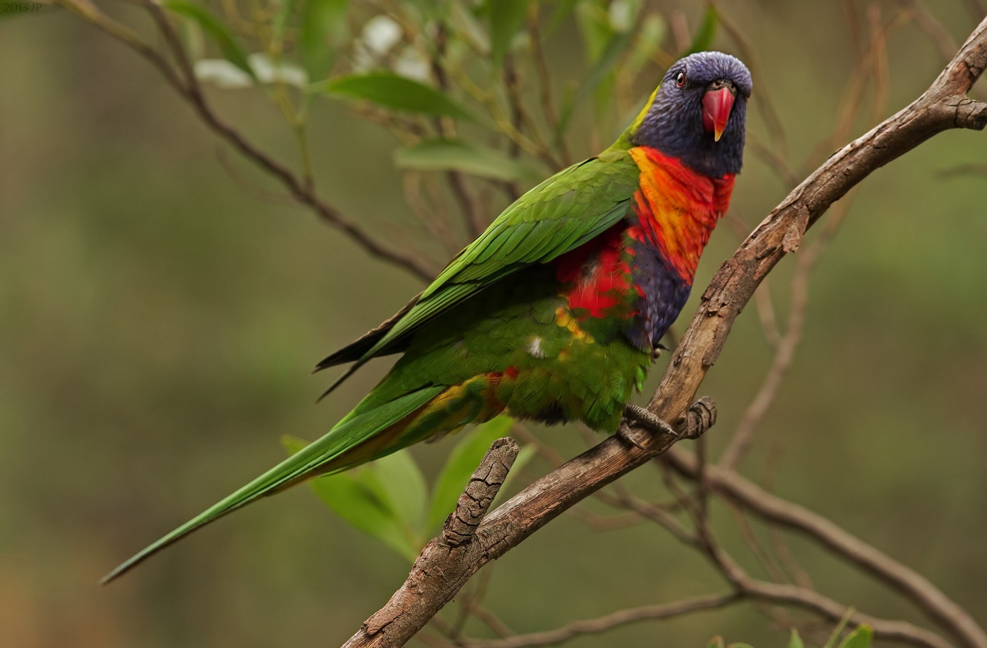 Free download wallpaper Birds, Animal, Parrot, Rainbow Lorikeet on your PC desktop