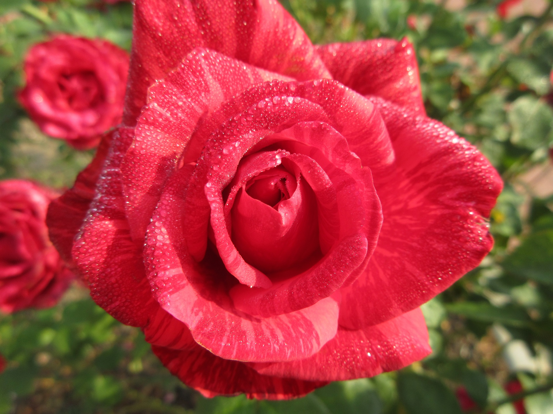 Handy-Wallpaper Blumen, Rose, Erde/natur kostenlos herunterladen.