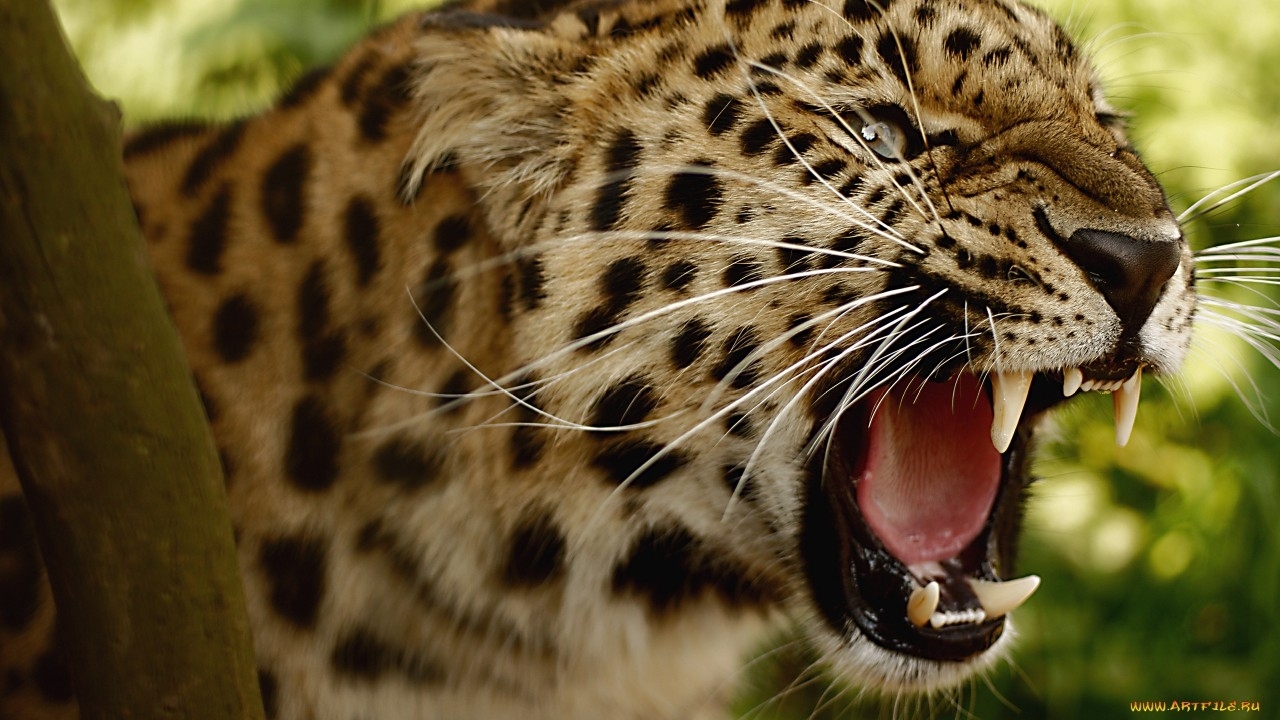 Baixar papel de parede para celular de Animais, Leopards, Gatos gratuito.