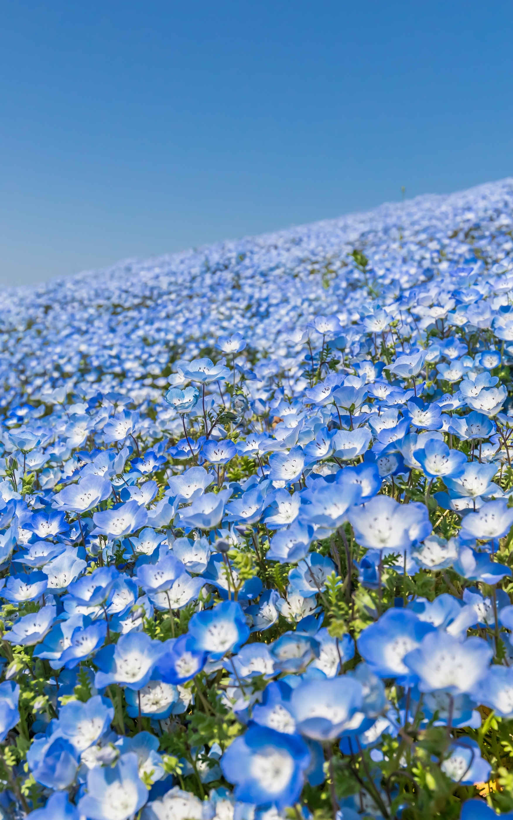 無料モバイル壁紙フラワーズ, 花, 地球, 青い花をダウンロードします。