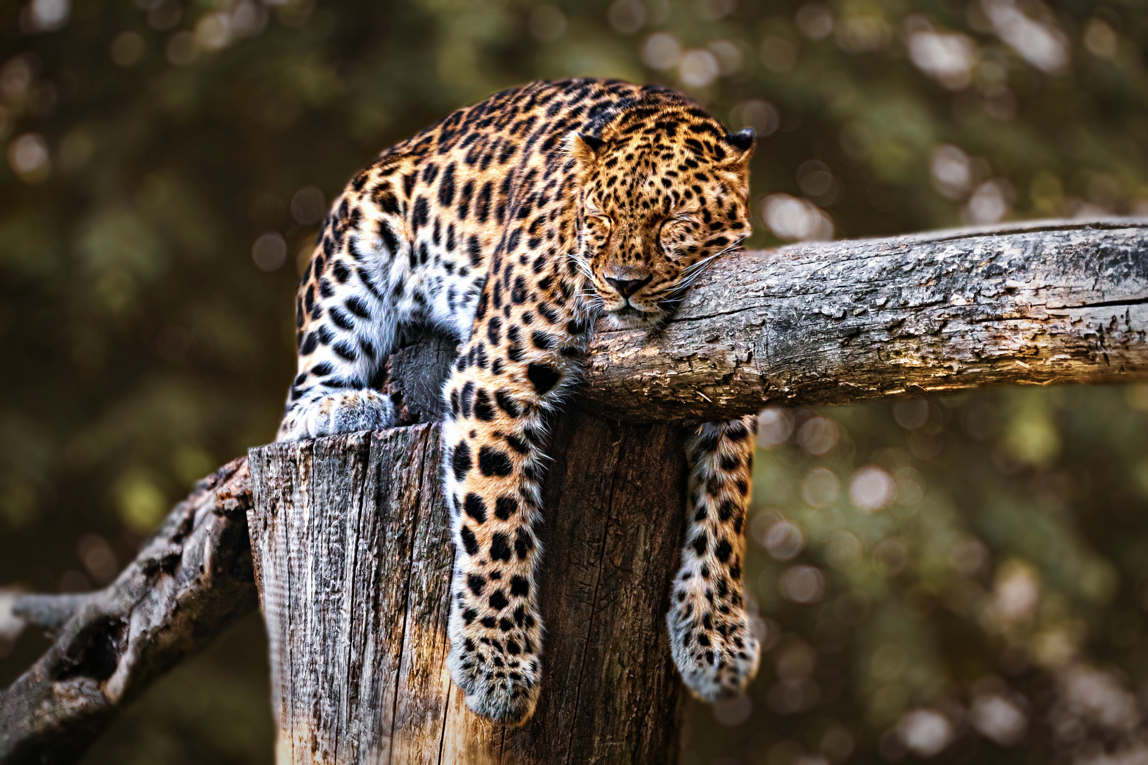 Descarga gratis la imagen Animales, Gatos, Leopardo, Dormido en el escritorio de tu PC