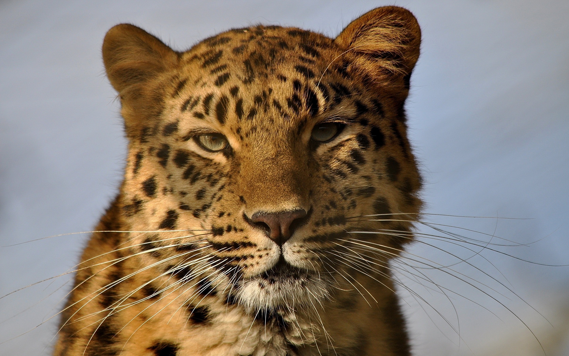 Descarga gratuita de fondo de pantalla para móvil de Animales, Gatos, Leopardo.